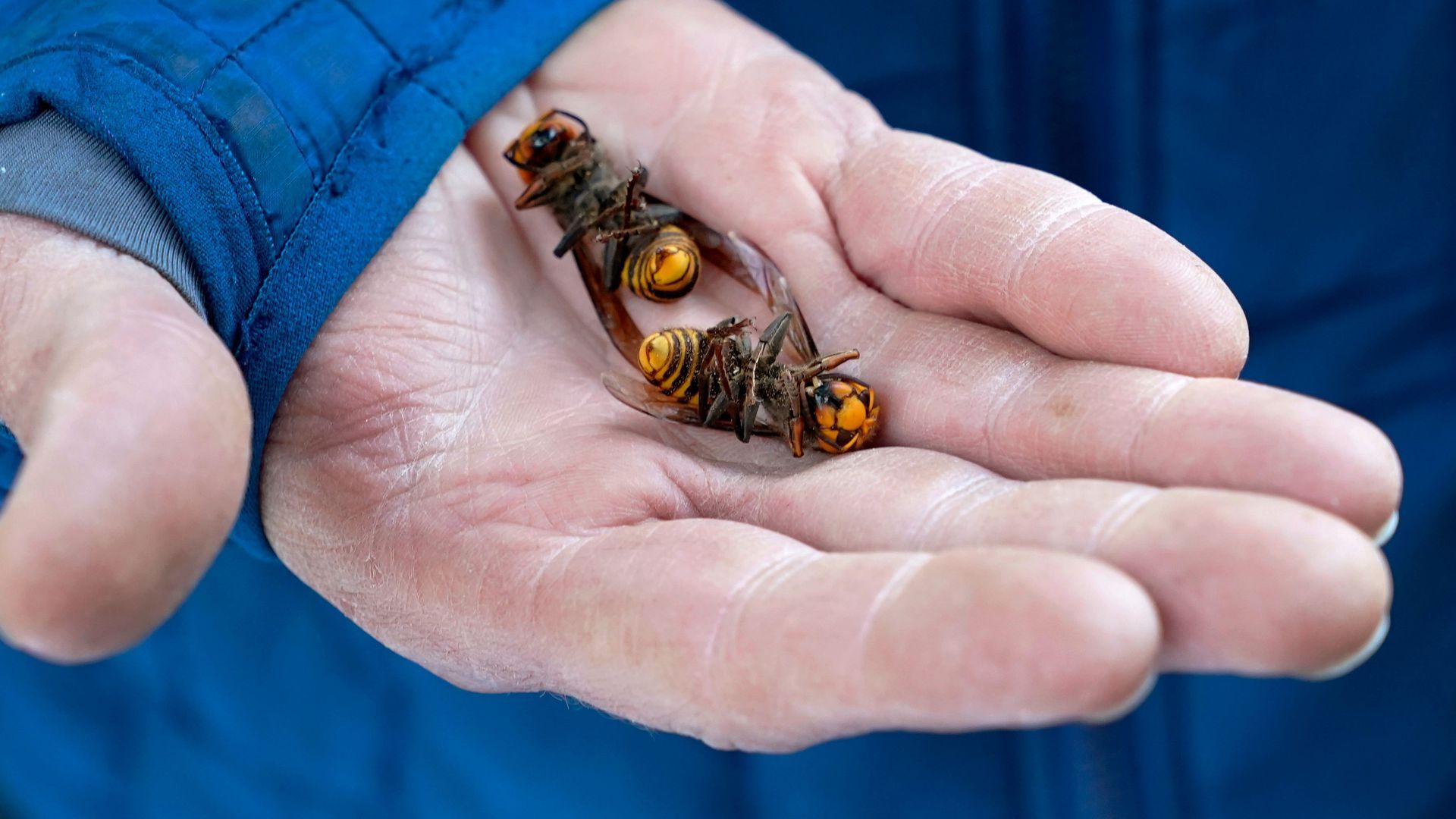 A Washington State Department of Agriculture worker holds two dead Asian giant hornets in a photo from October 2020.