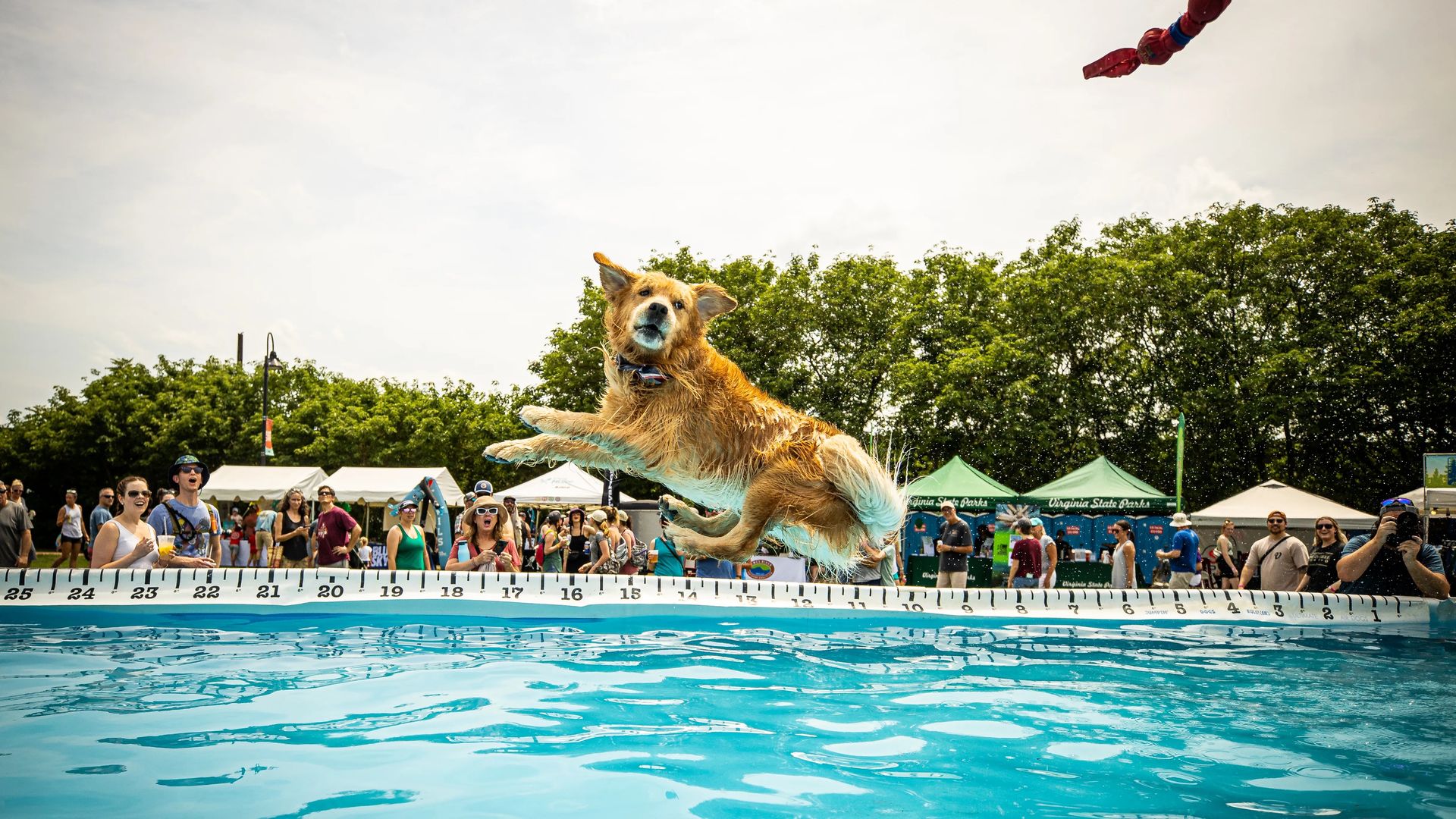 A dog jumps into a massive pool surrounded by a crowd