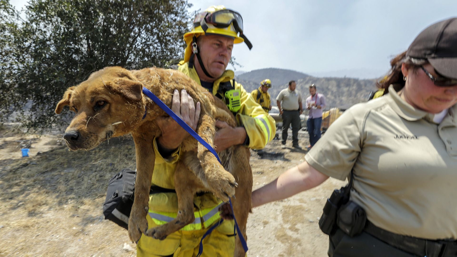 A fireman carrying a dog
