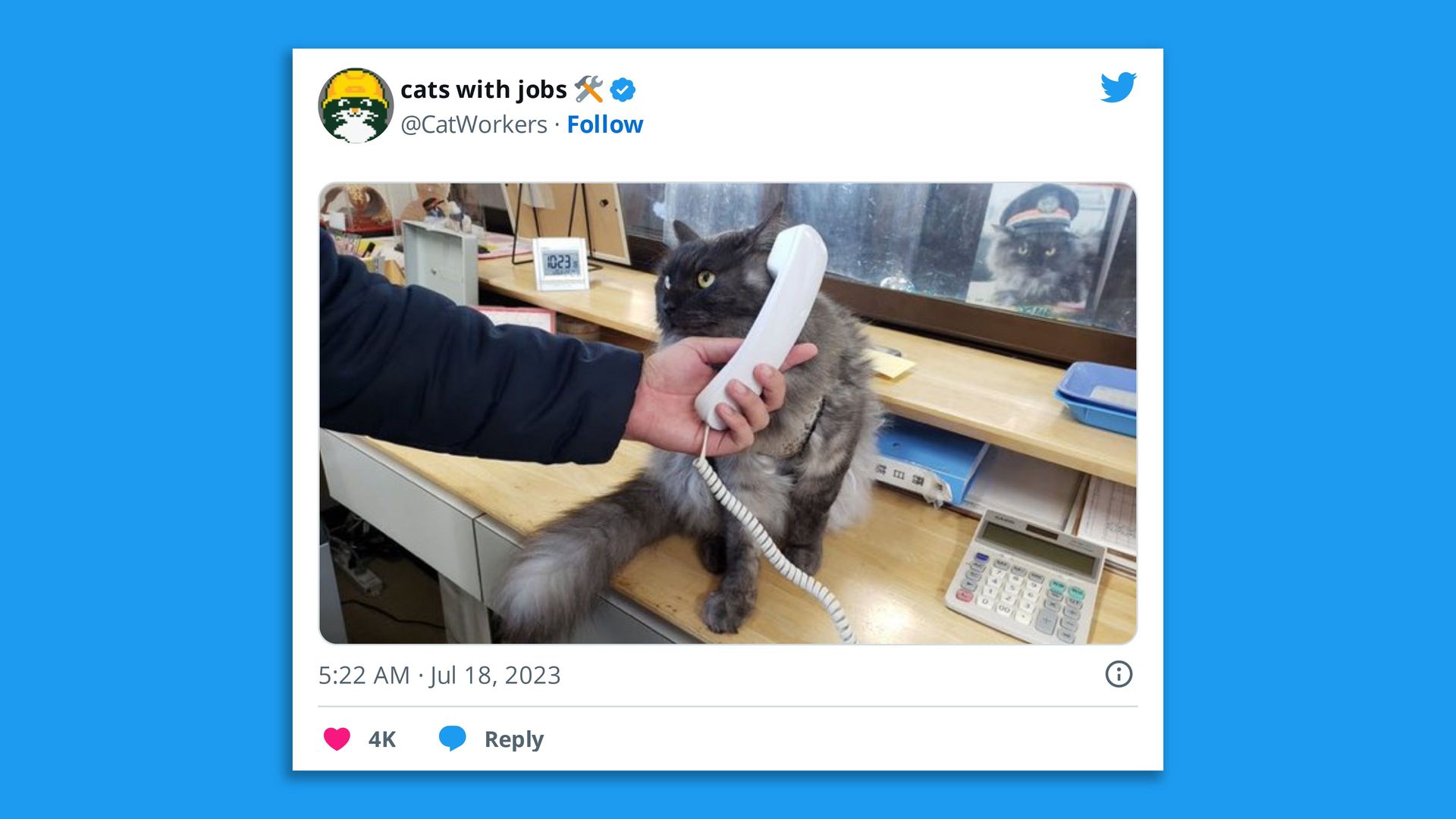 Screenshot of a tweet of a photo of a cat on the phone