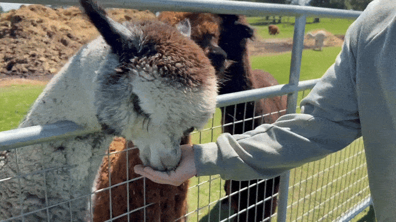 An animated GIF shows alpacas eating from someone's hand.