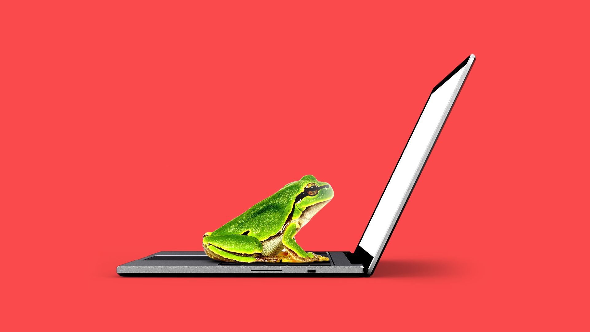 Illustration of a frog on a laptop 