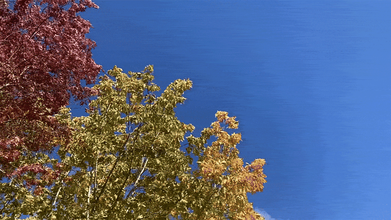 Animated gif of trees shaking in the wind. 