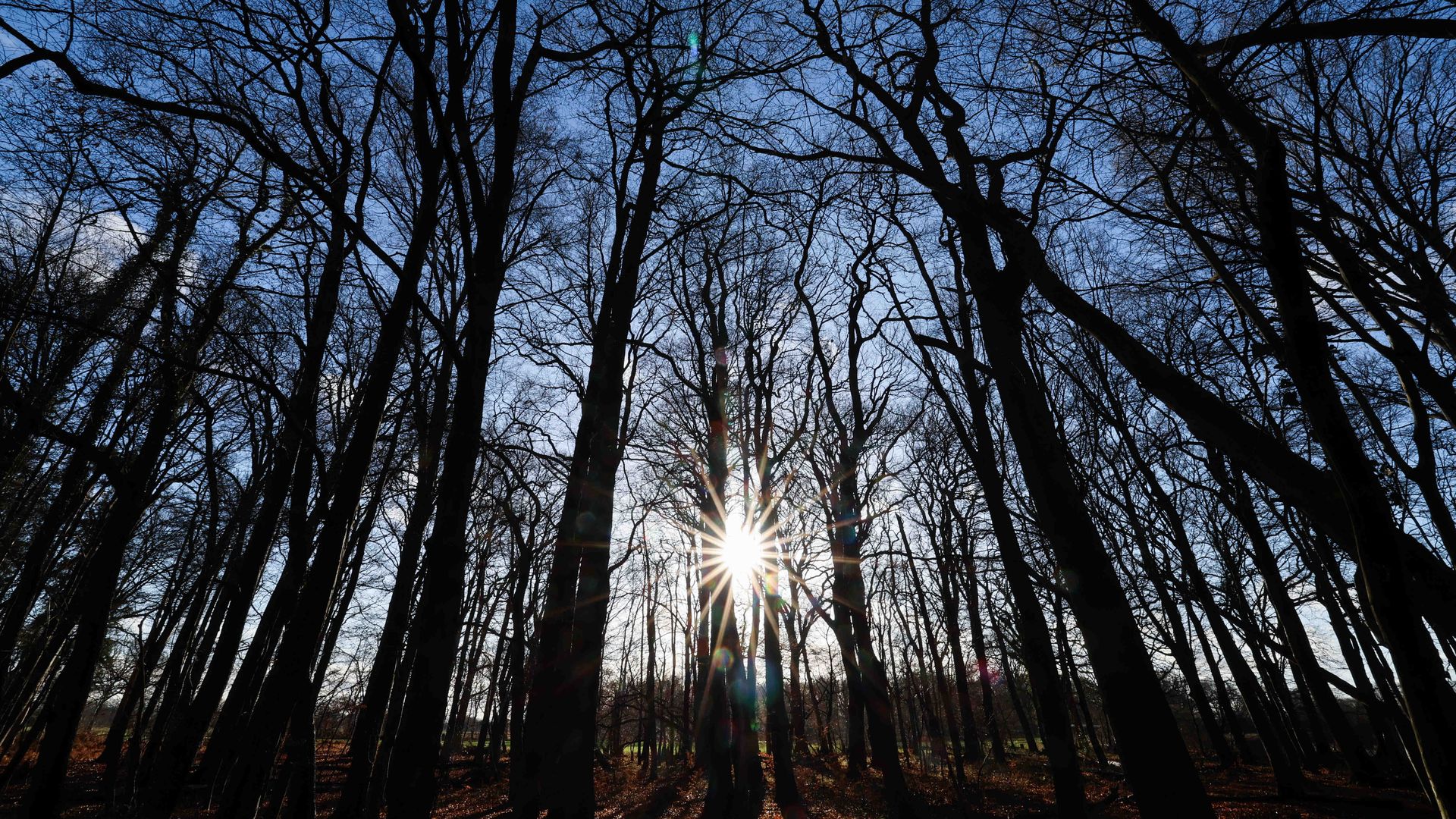 The sun shining through a row of trees in a forest.