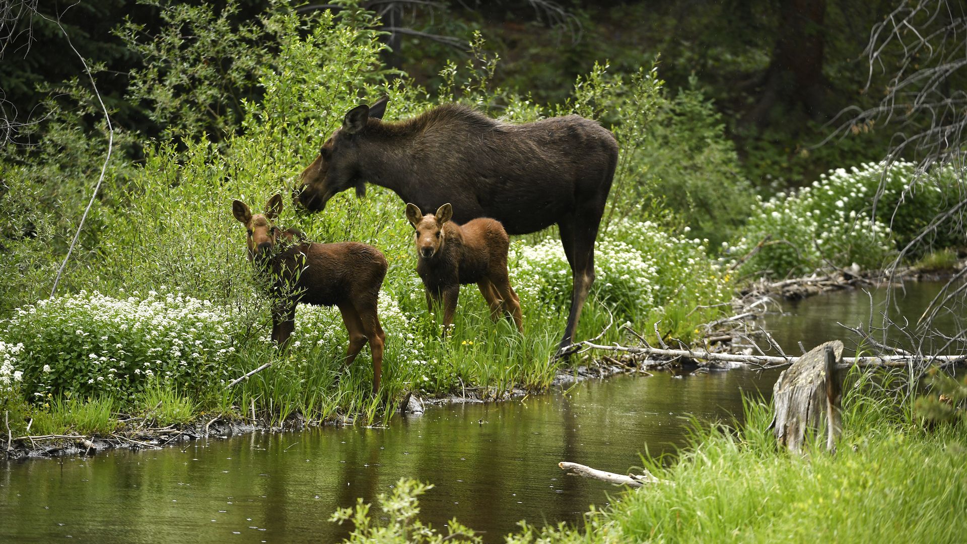 A photo of a large brown moose and her two small calves near a river surrounded by plants. 