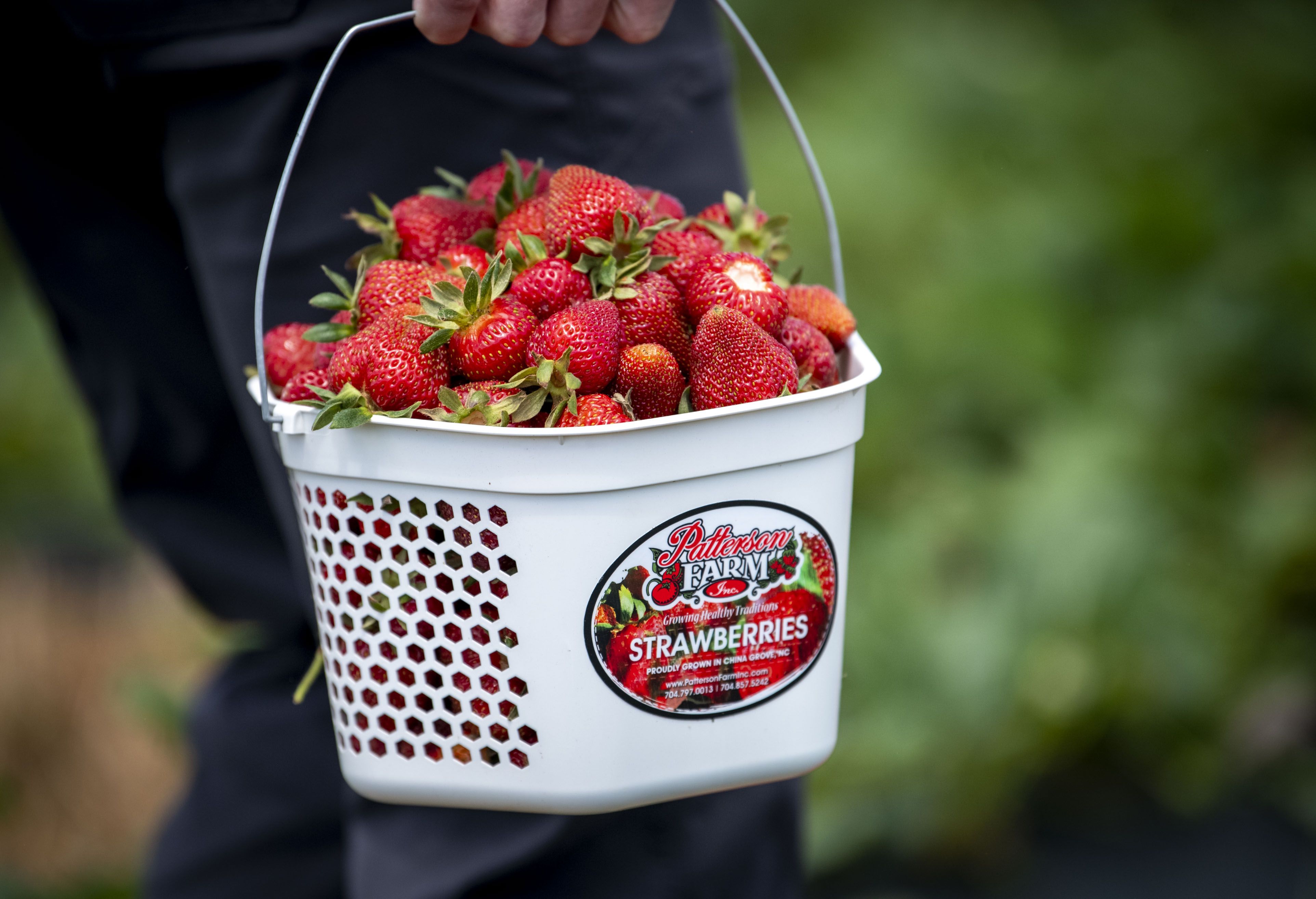 A white perforated bucket overflowing with bright red strawberries and green leaves, carried by a person in dark clothing outdoors, with a blurred green background.