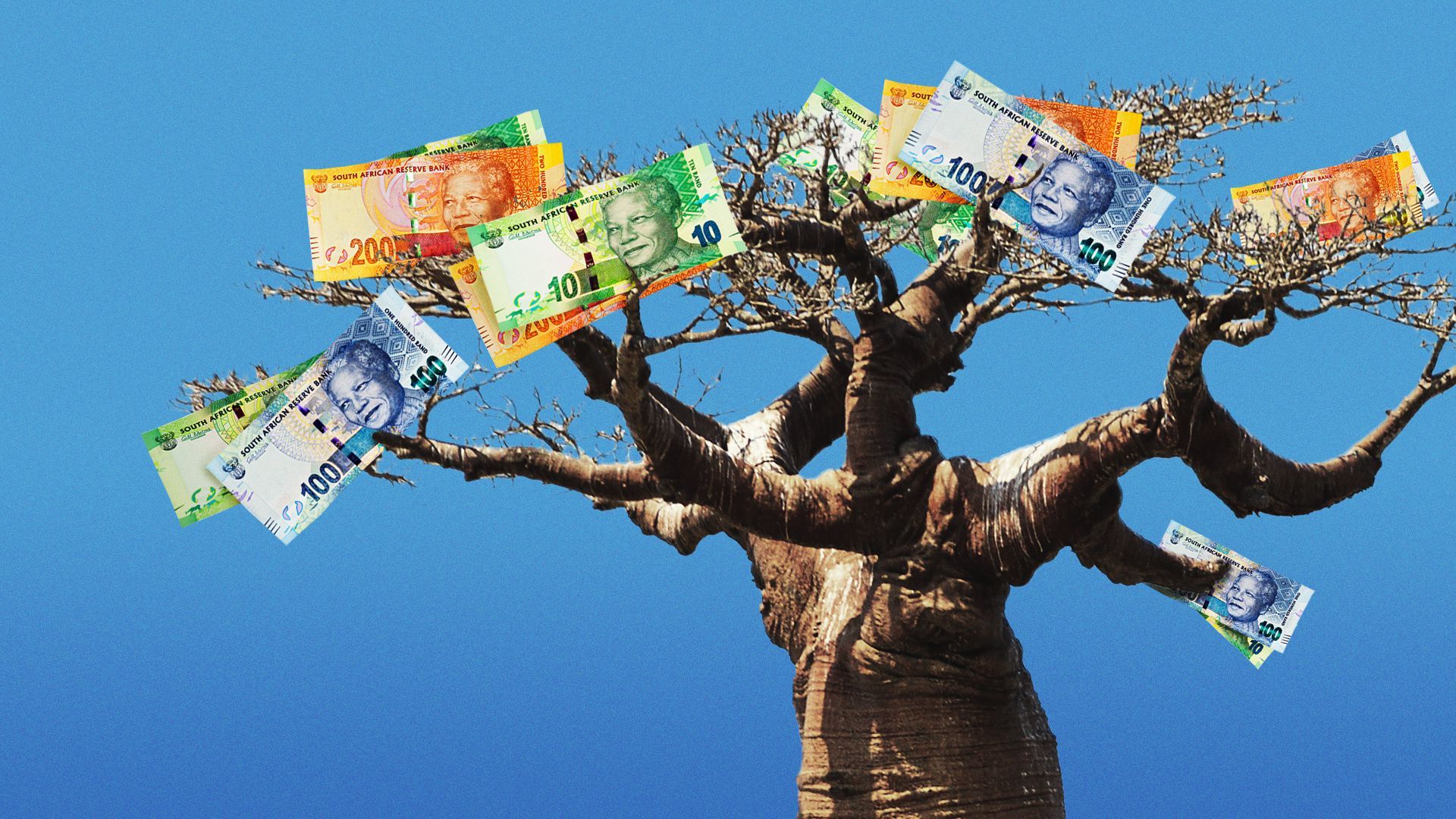 Illustration of South African rand growing like leaves in a Baobab tree.