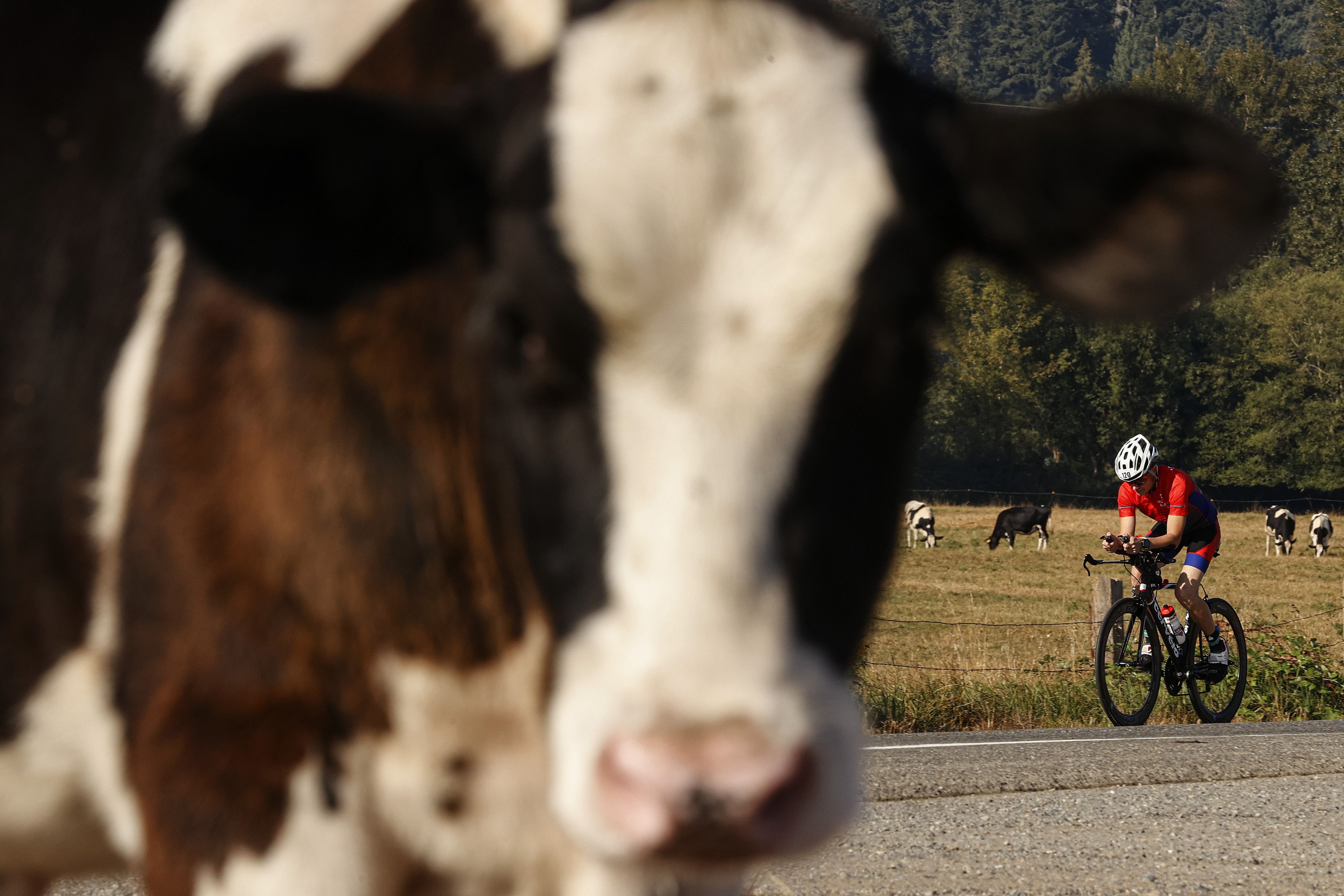 Cow in front of a biker