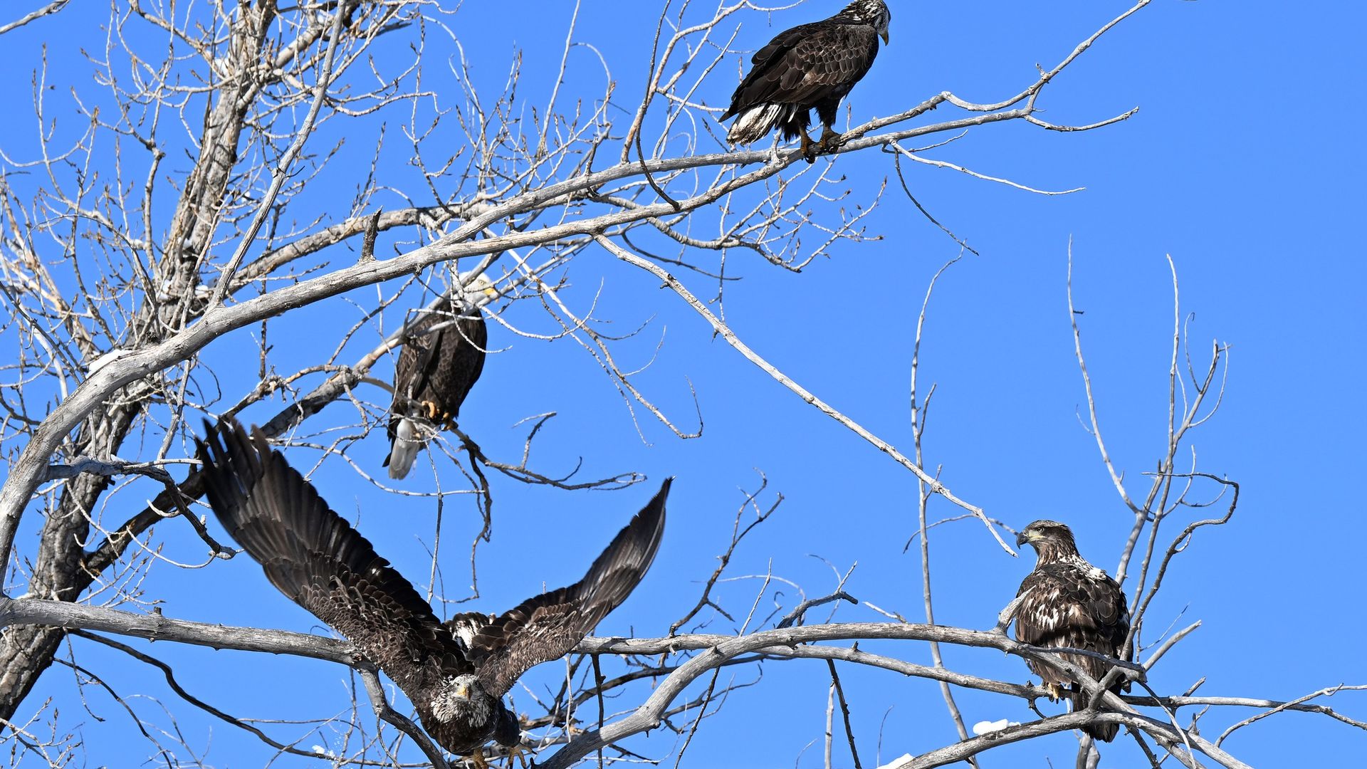 Four bald eagles with dark plumage perched and flying among bare tree branches against a clear bright blue sky.