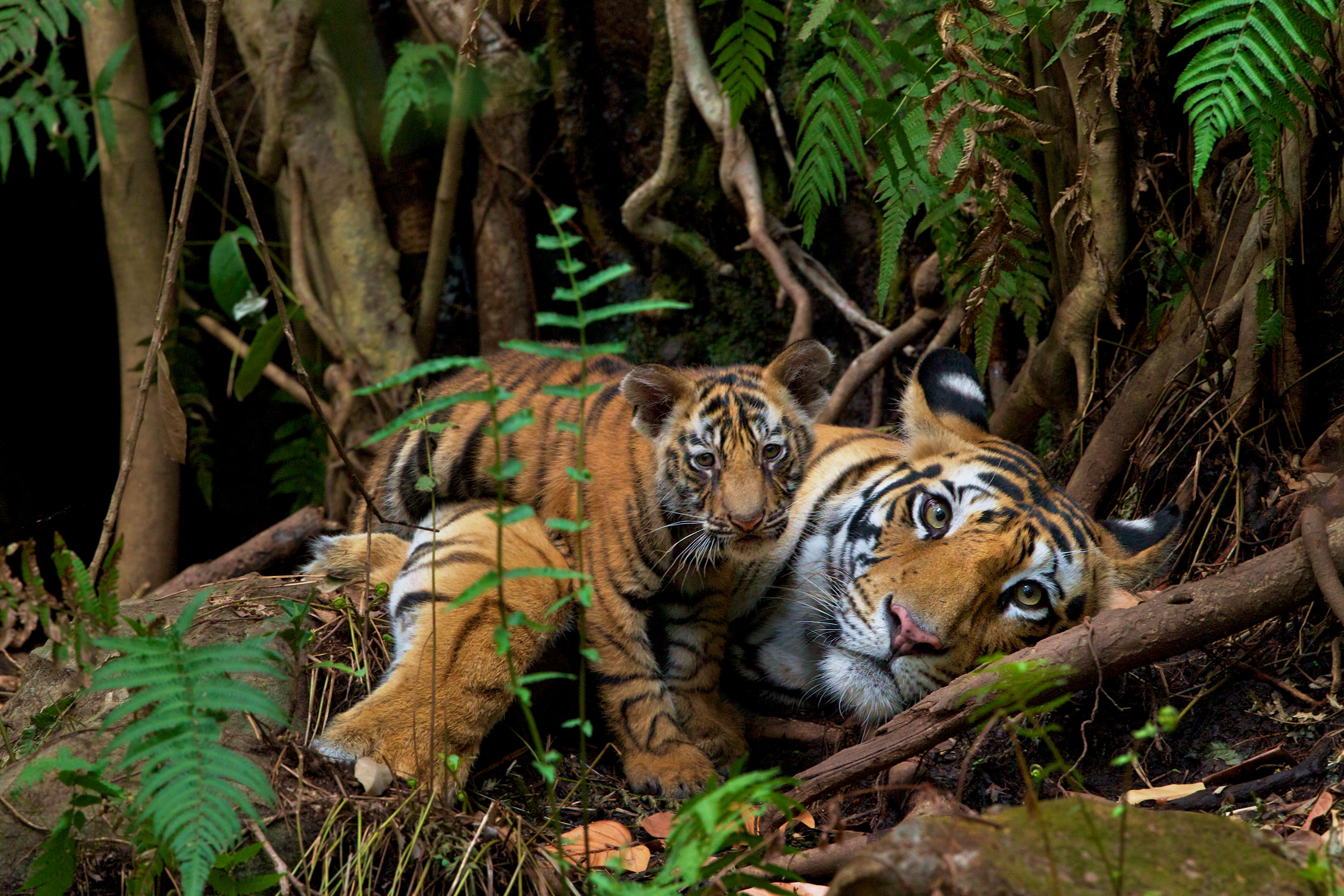 Two tigers, a cub and an adult, rest among jungle ferns and roots; orange fur with black stripes contrasts with green foliage as they gaze toward the camera.