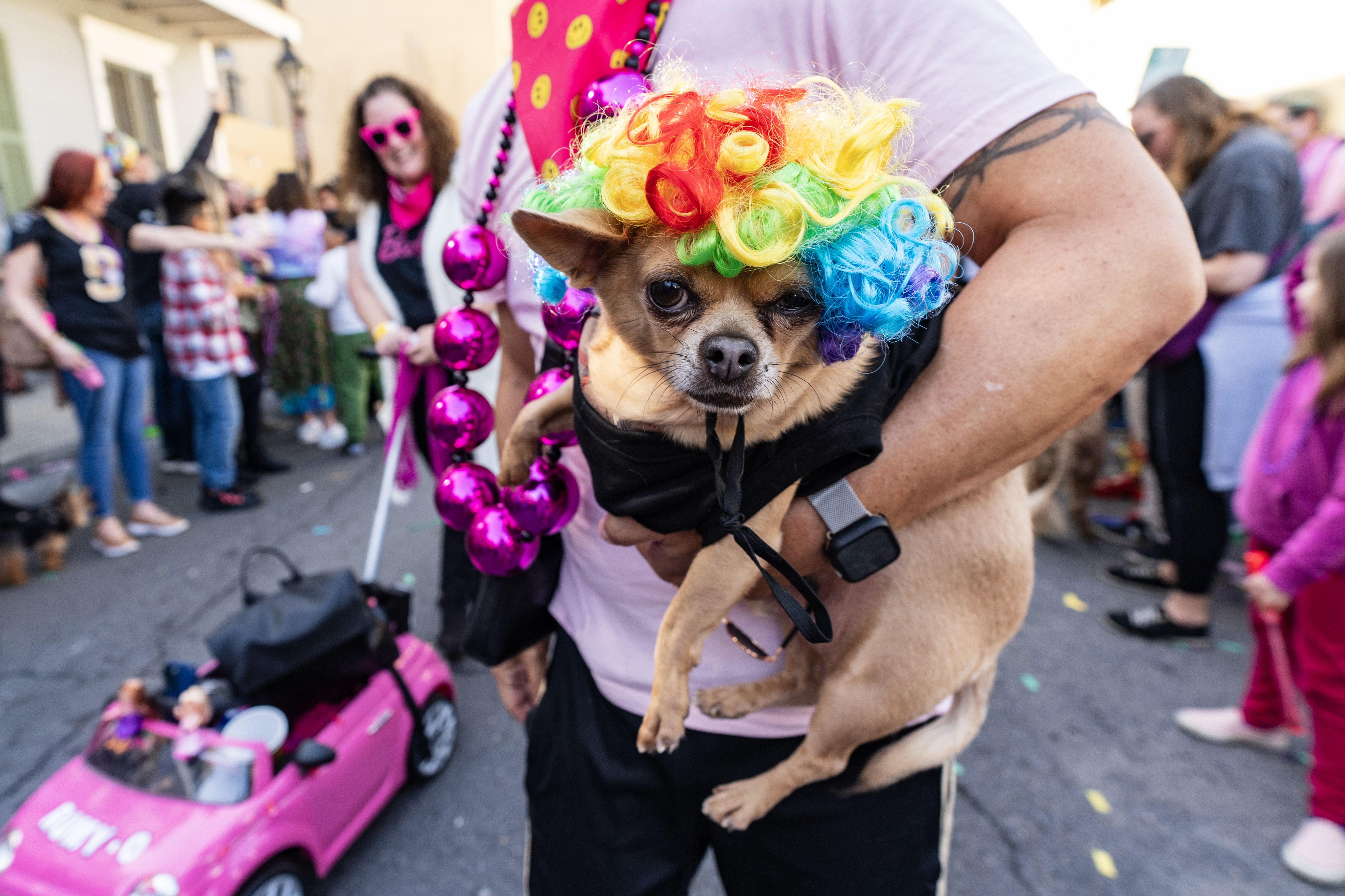 A Chihuahua wears a wig while its owner holds it.