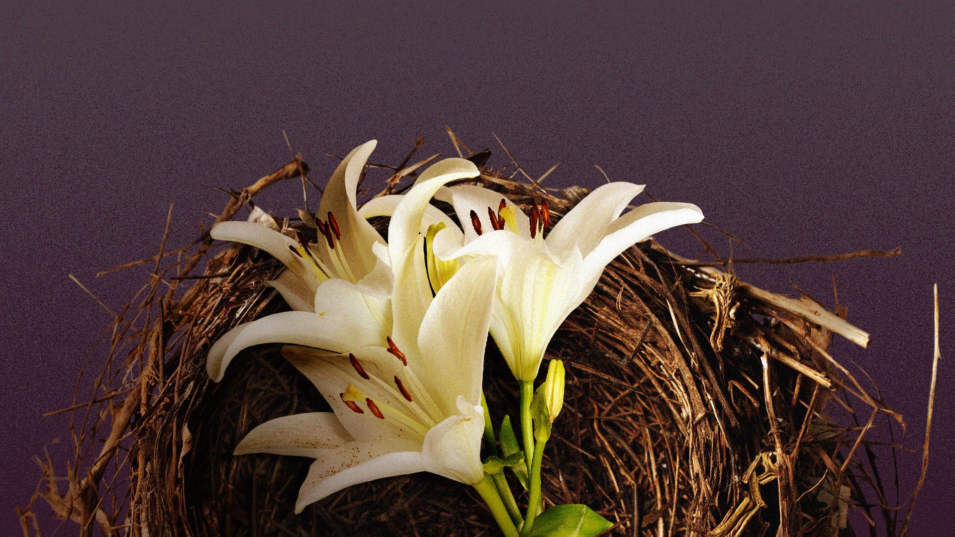 Illustration of a bouquet of lilies in a birds nest.