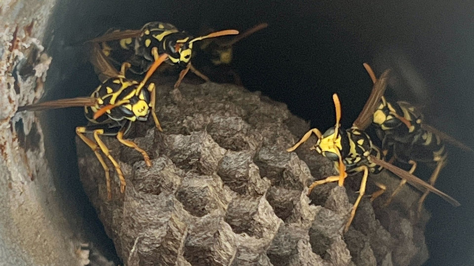 Yellowjackets standing on a nest, close up. 