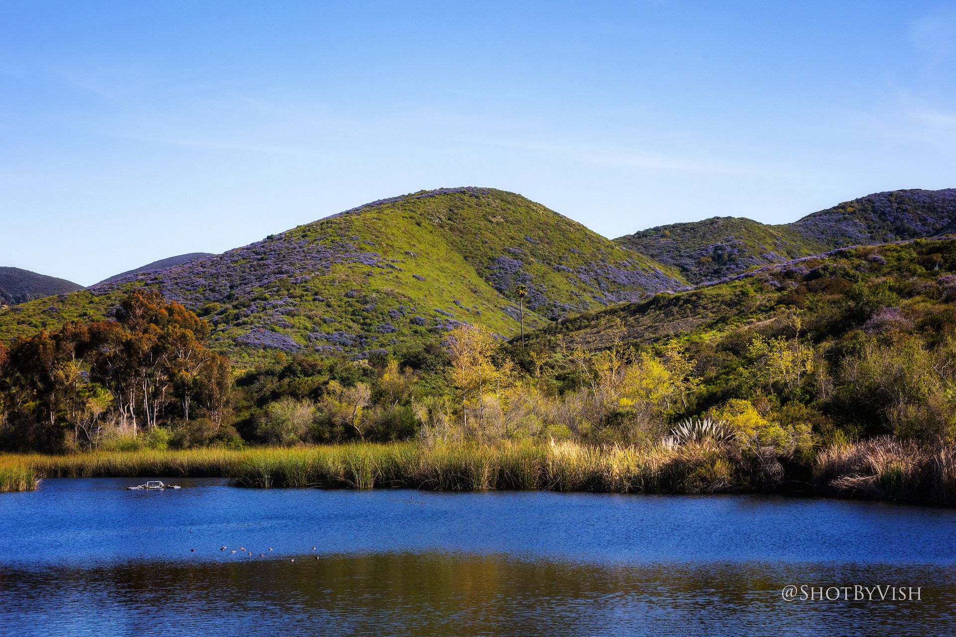 Photos Lilacs cover this San Diego County landscape Axios San Diego