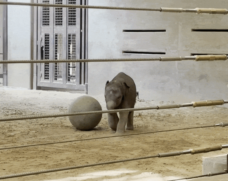 Linh Mai the Asian elephant. 