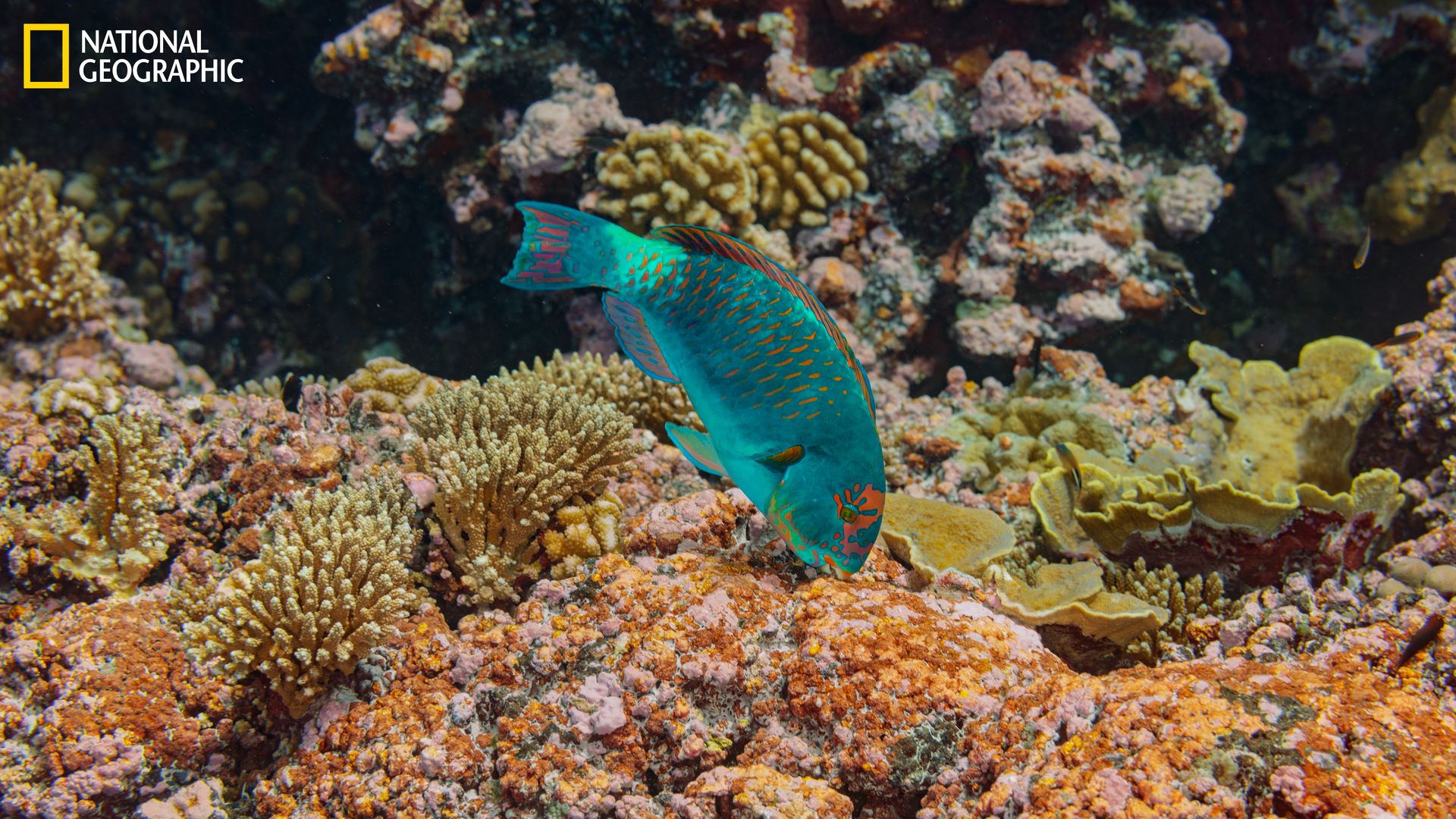 A parrotfish scrapes off and eats turf algae from coral skeletons at Millennium (Caroline) Atoll. 