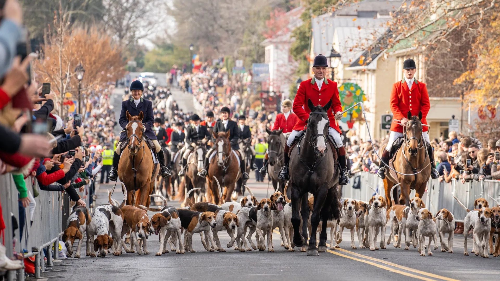 A large group of riders in black and red jackets on horseback lead a pack of hunting dogs down a crowded street lined with spectators holding phones and cameras.