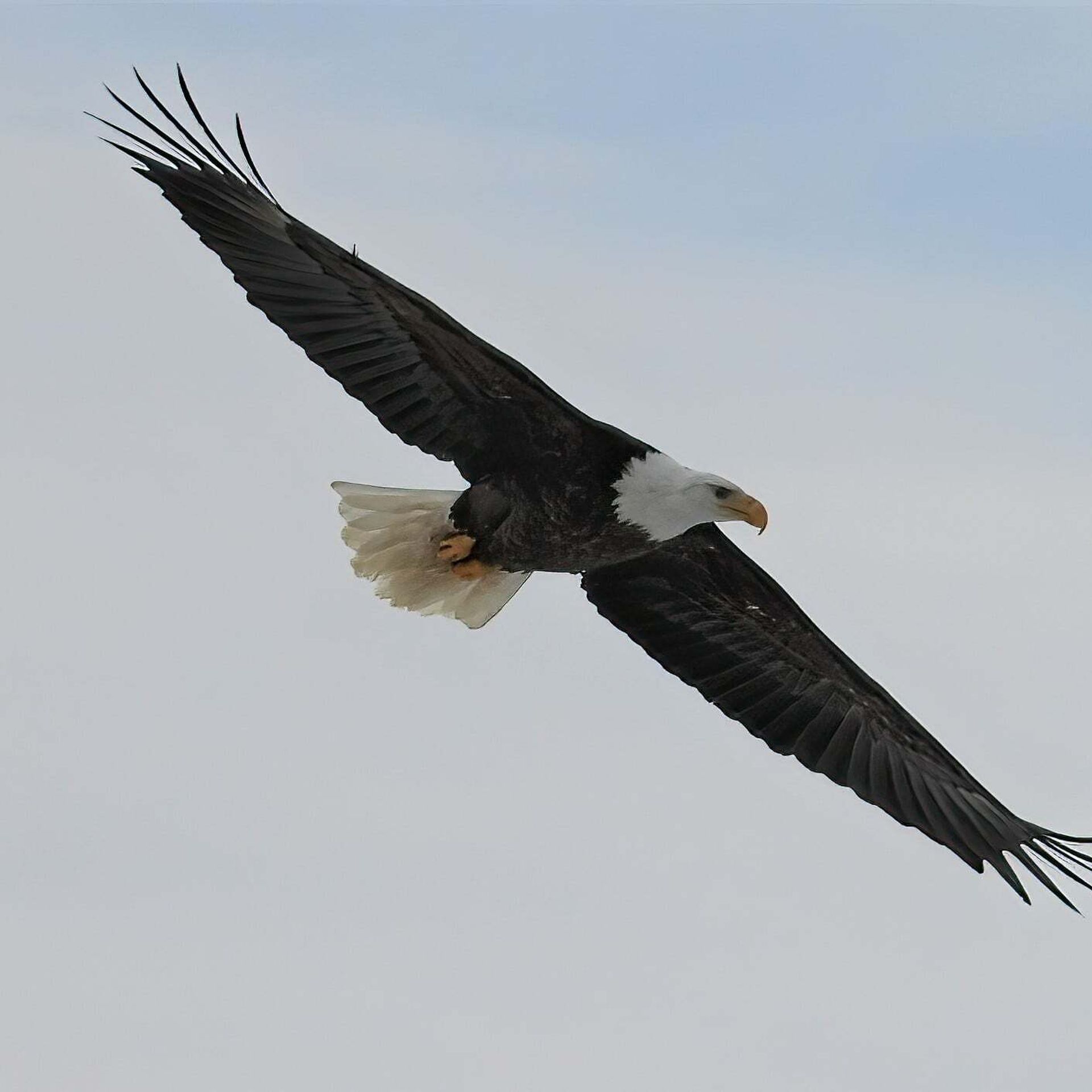 A bald eagle