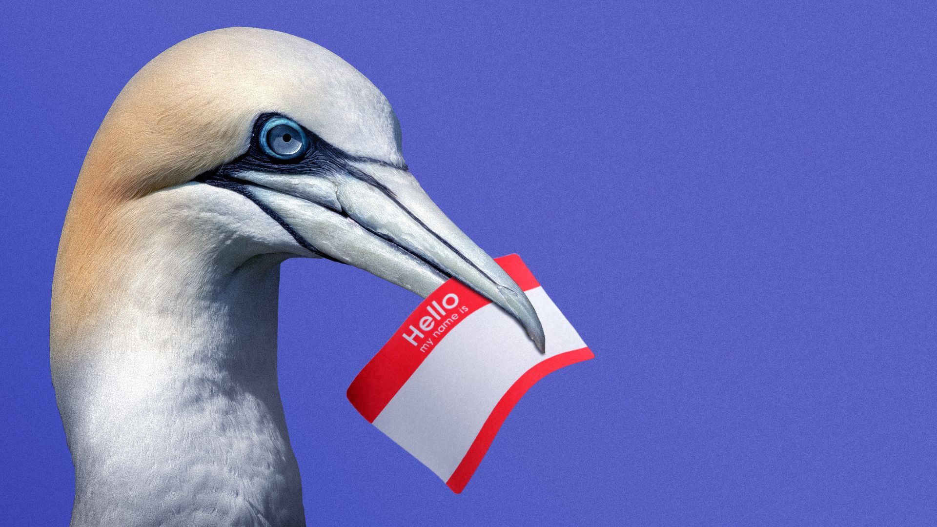 Illustration of a bird with a "hello" name tag sticker in its beak.