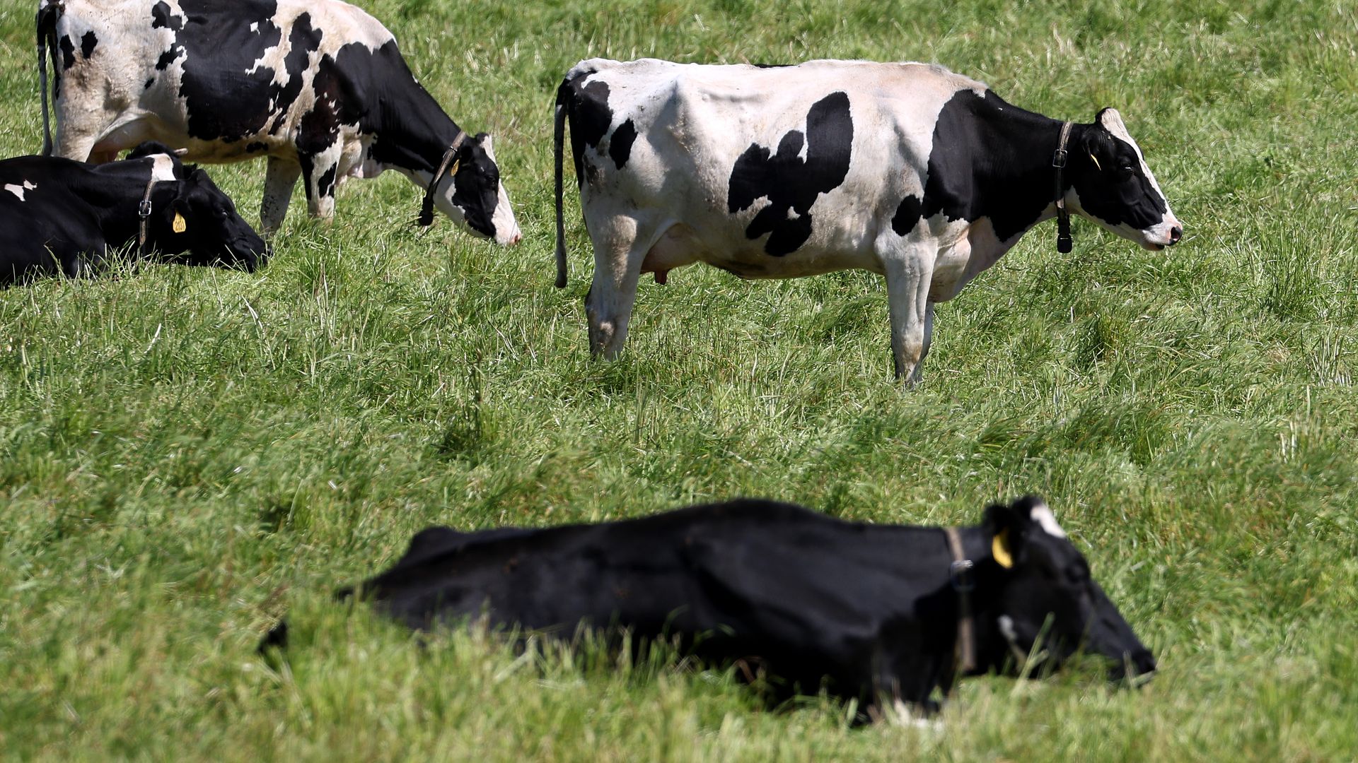 Cows graze in a field at a dairy farm.