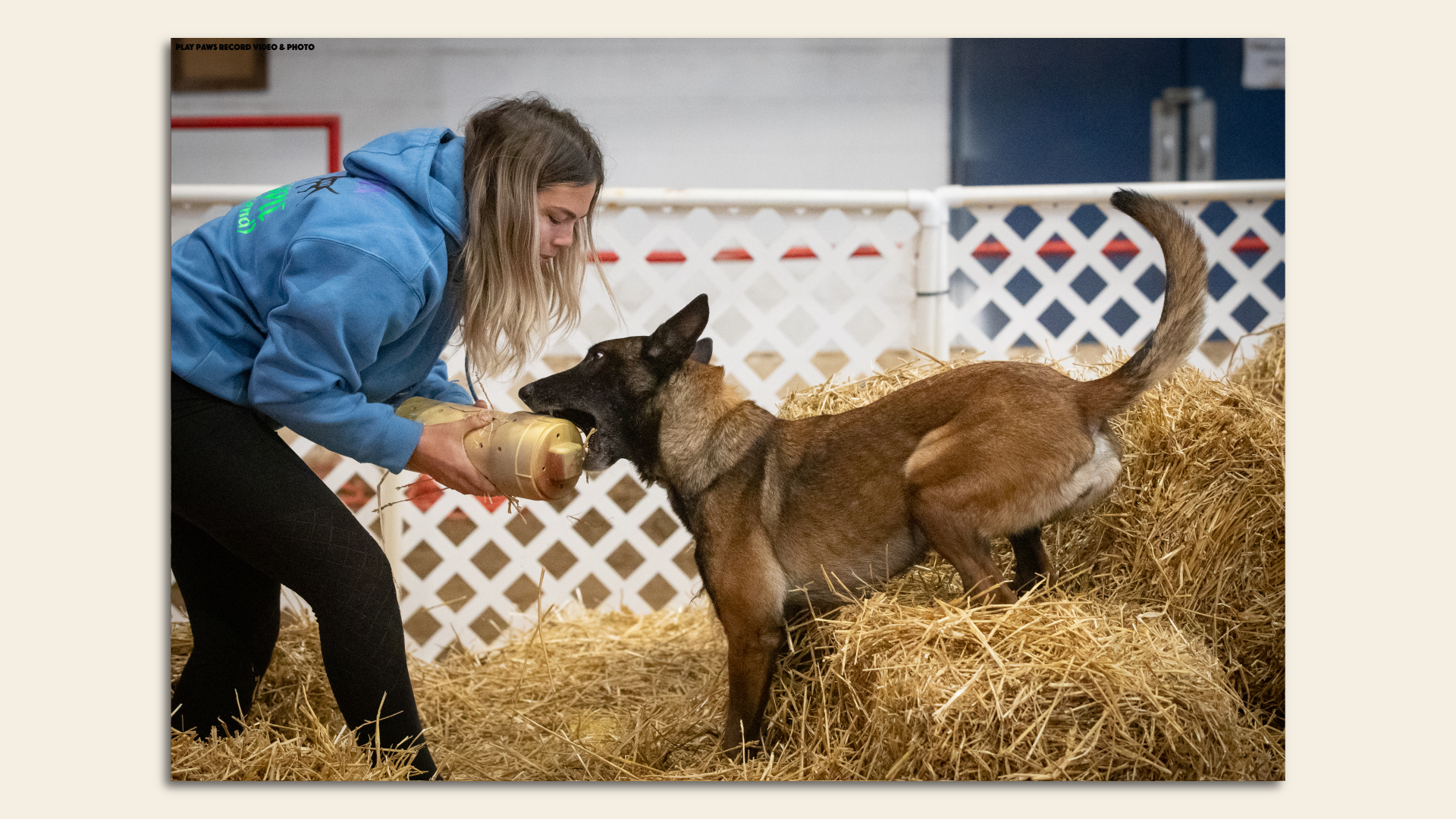 A woman holds a tube containing a rat in front of a German Shepherd. 