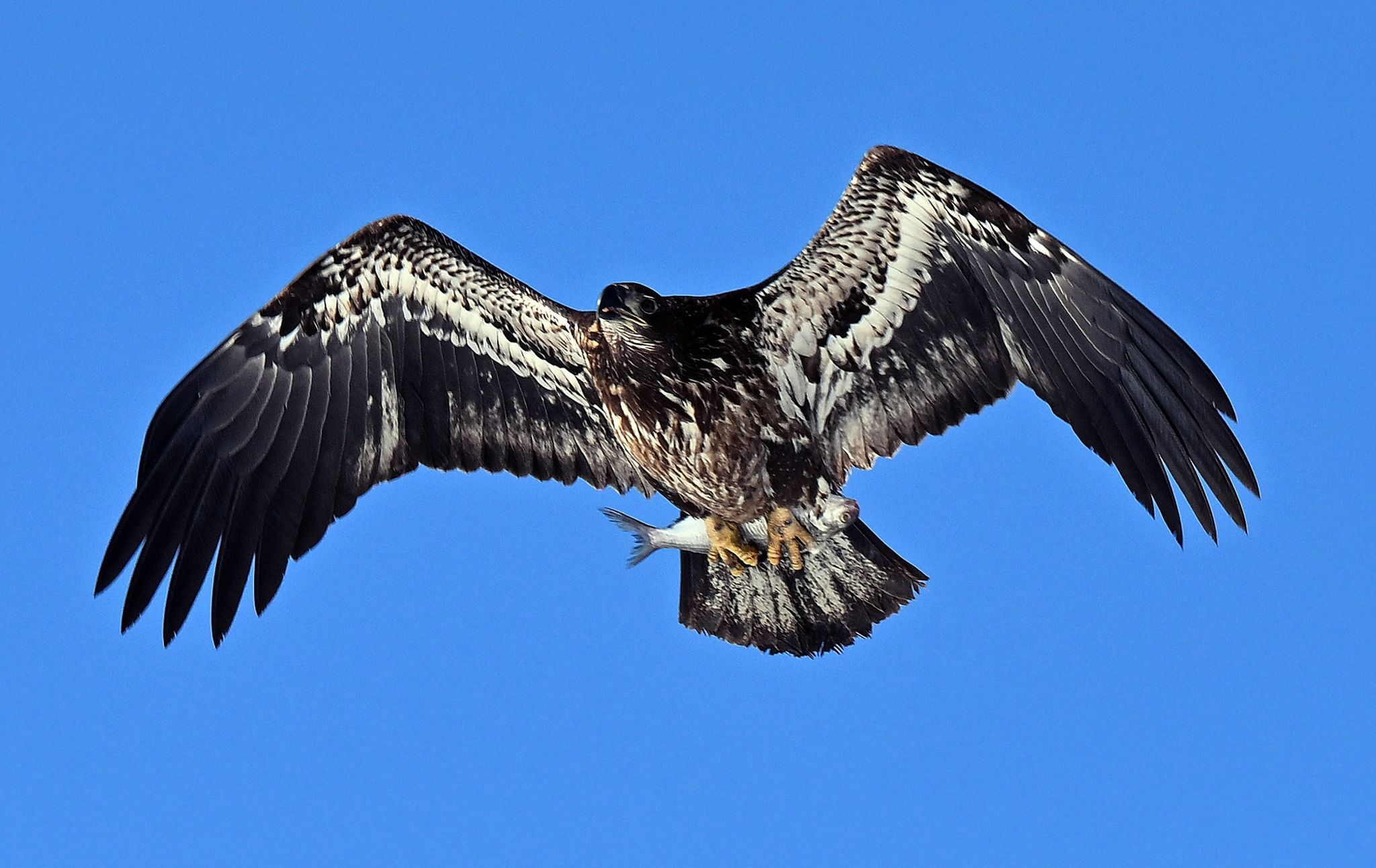 A large dark eagle with white markings flies against a clear blue sky, clutching a silver fish in its yellow talons.