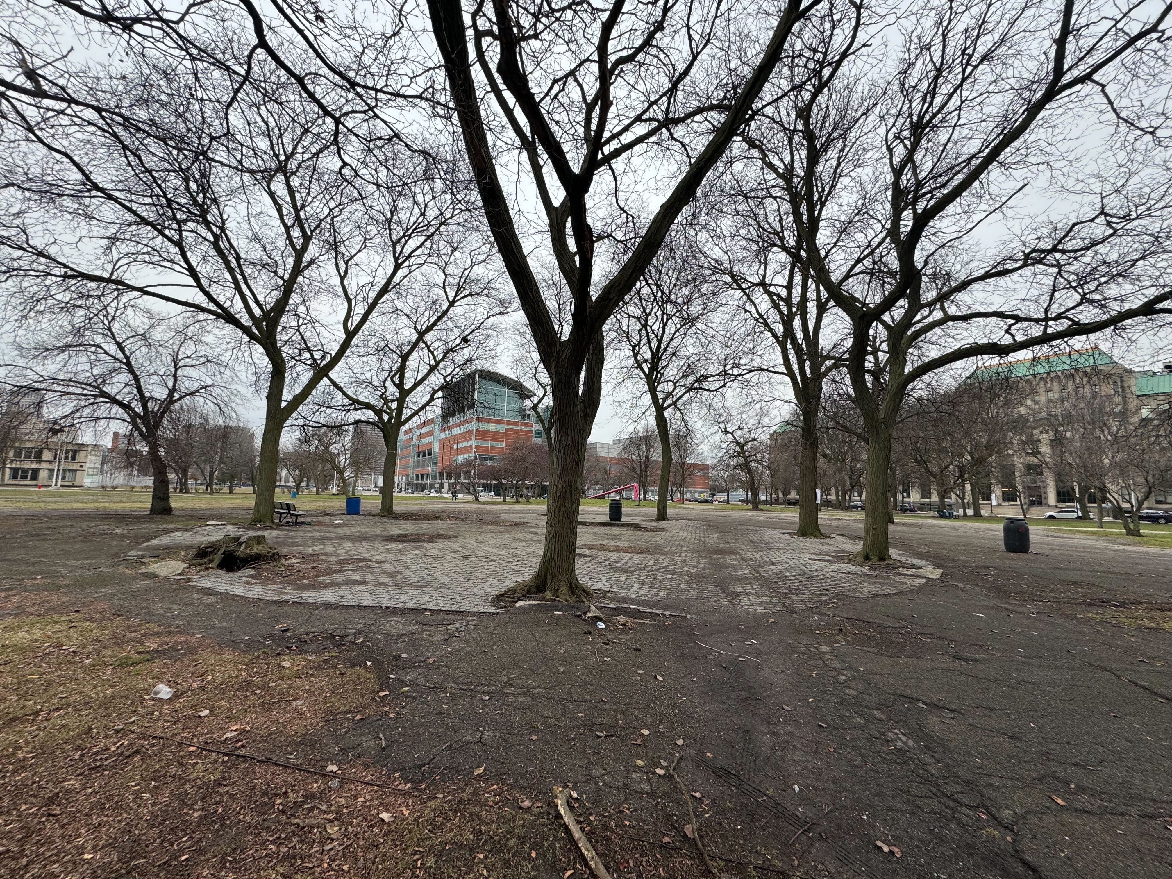 Another view of some trees in the park.