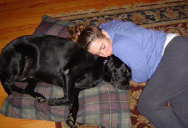 lab-sleeping