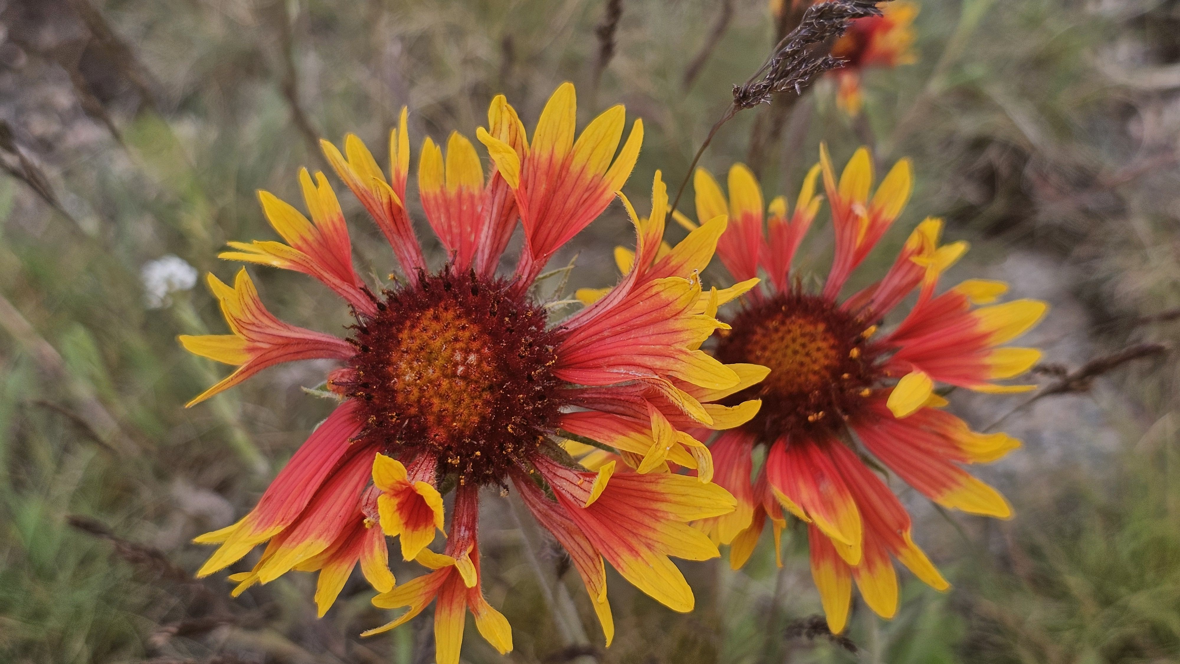 Close-up of vibrant red-orange and yellow blanket flowers (Gaillardia) with dark centers, petals radiating outward, against a soft, blurred natural background.