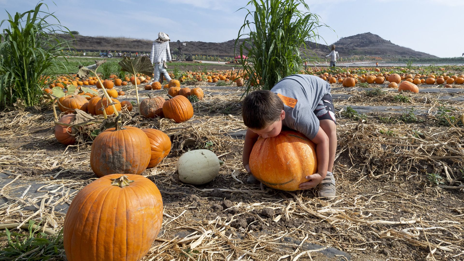 A child grabbing a pumpkin off the ground at a farm.