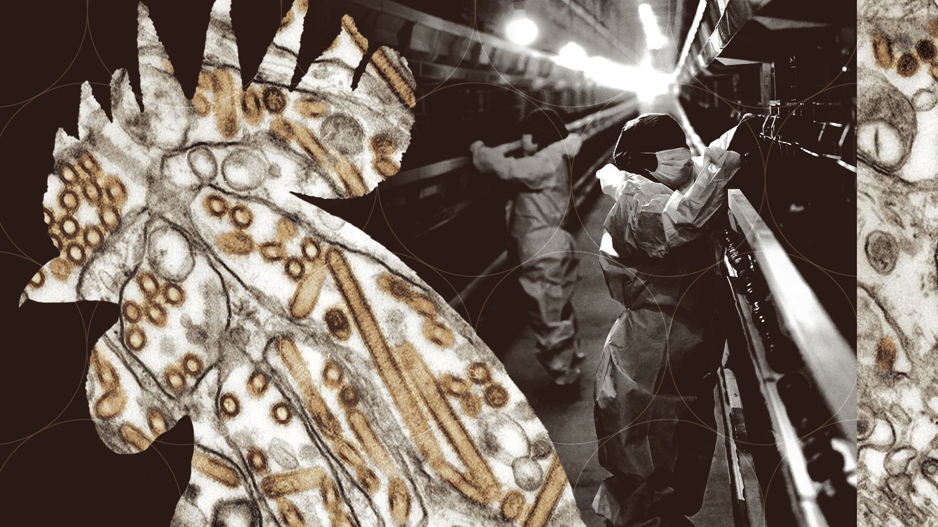 Photo illustration collage of the H5N1 virus in the shape of a rooster head, with editorial photography of farm checks in the background. 