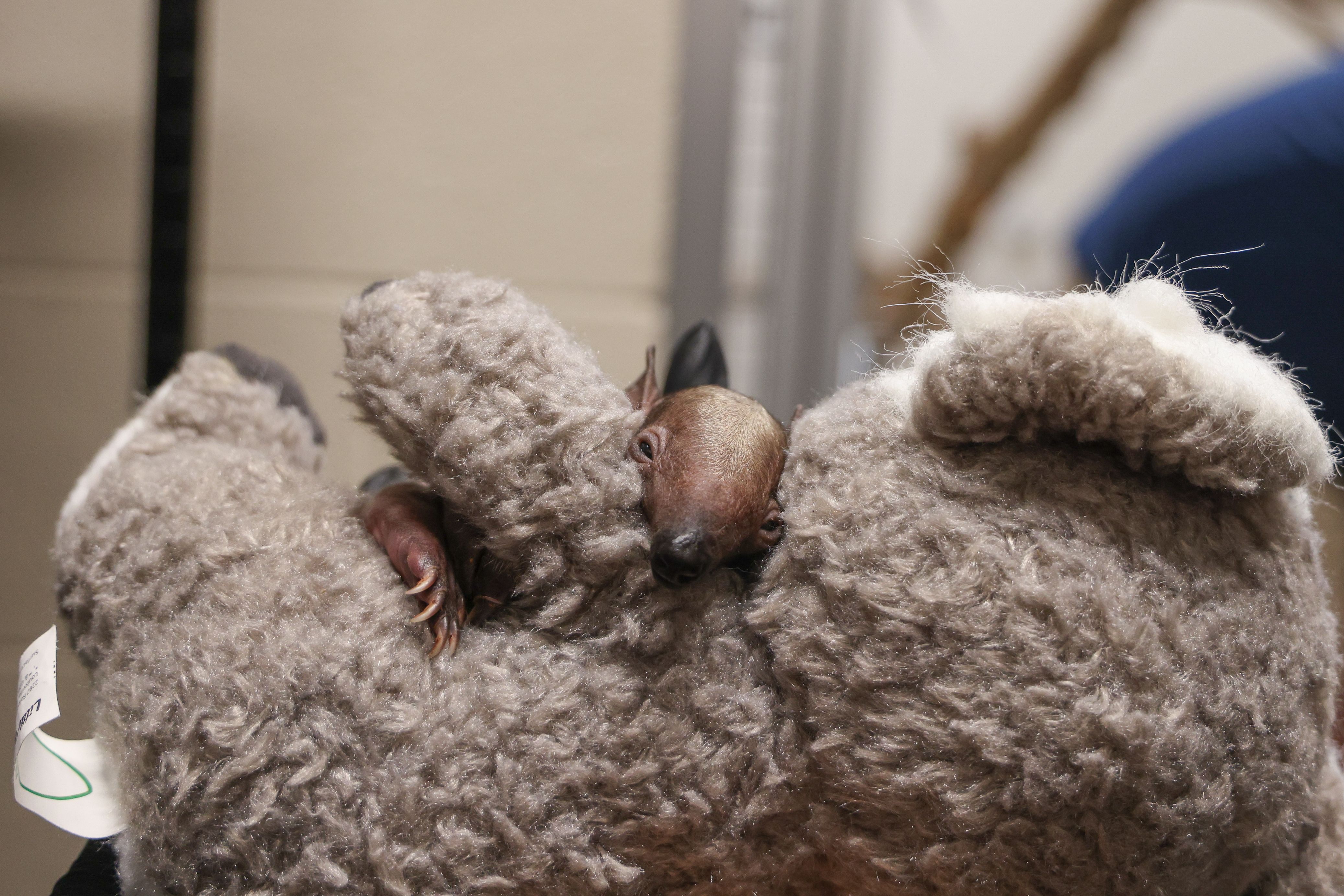 A baby animal that looks like an anteater snuggles a teddy bear.