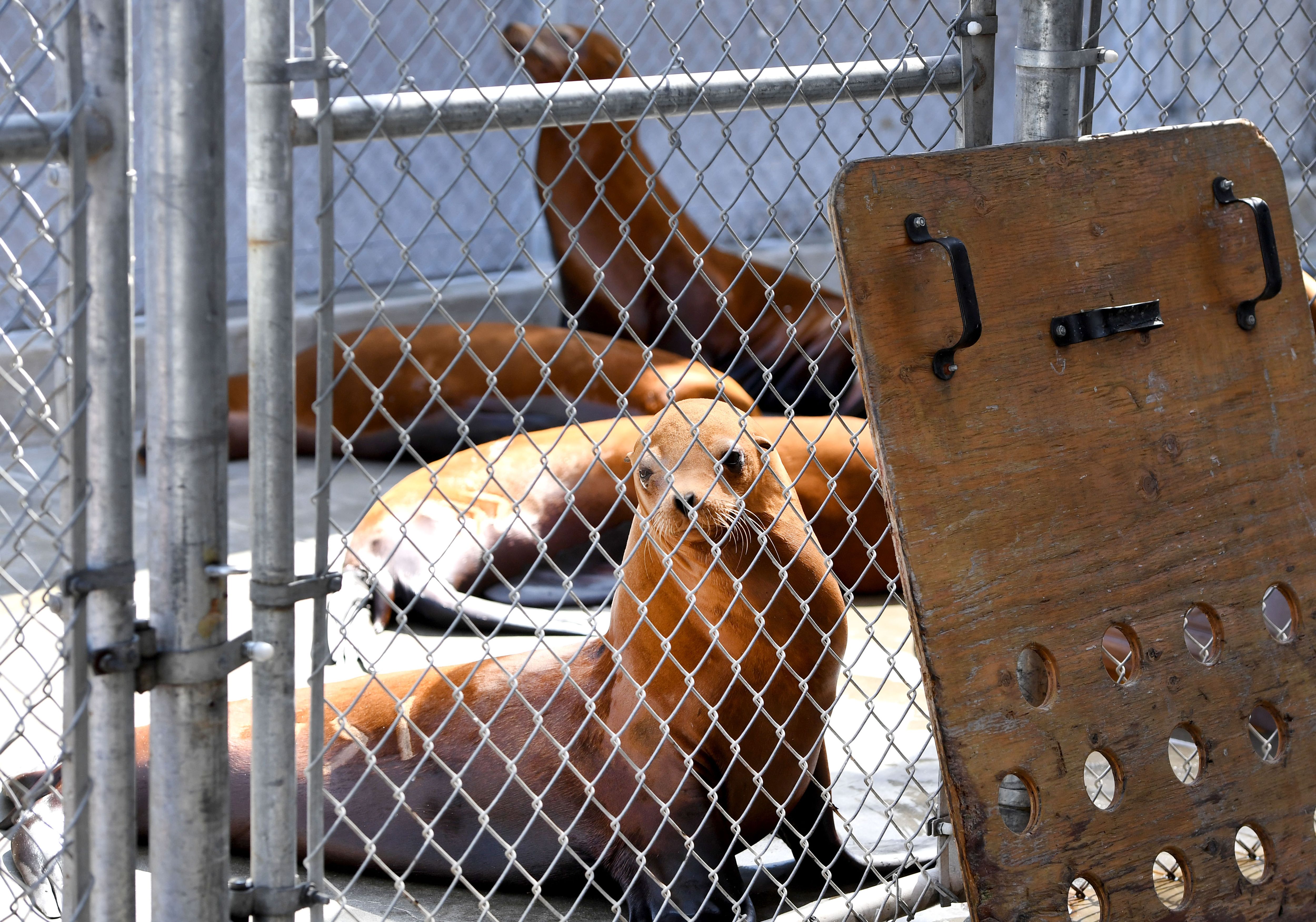 Hundreds of sick sea lions filling California beaches this holiday weekend