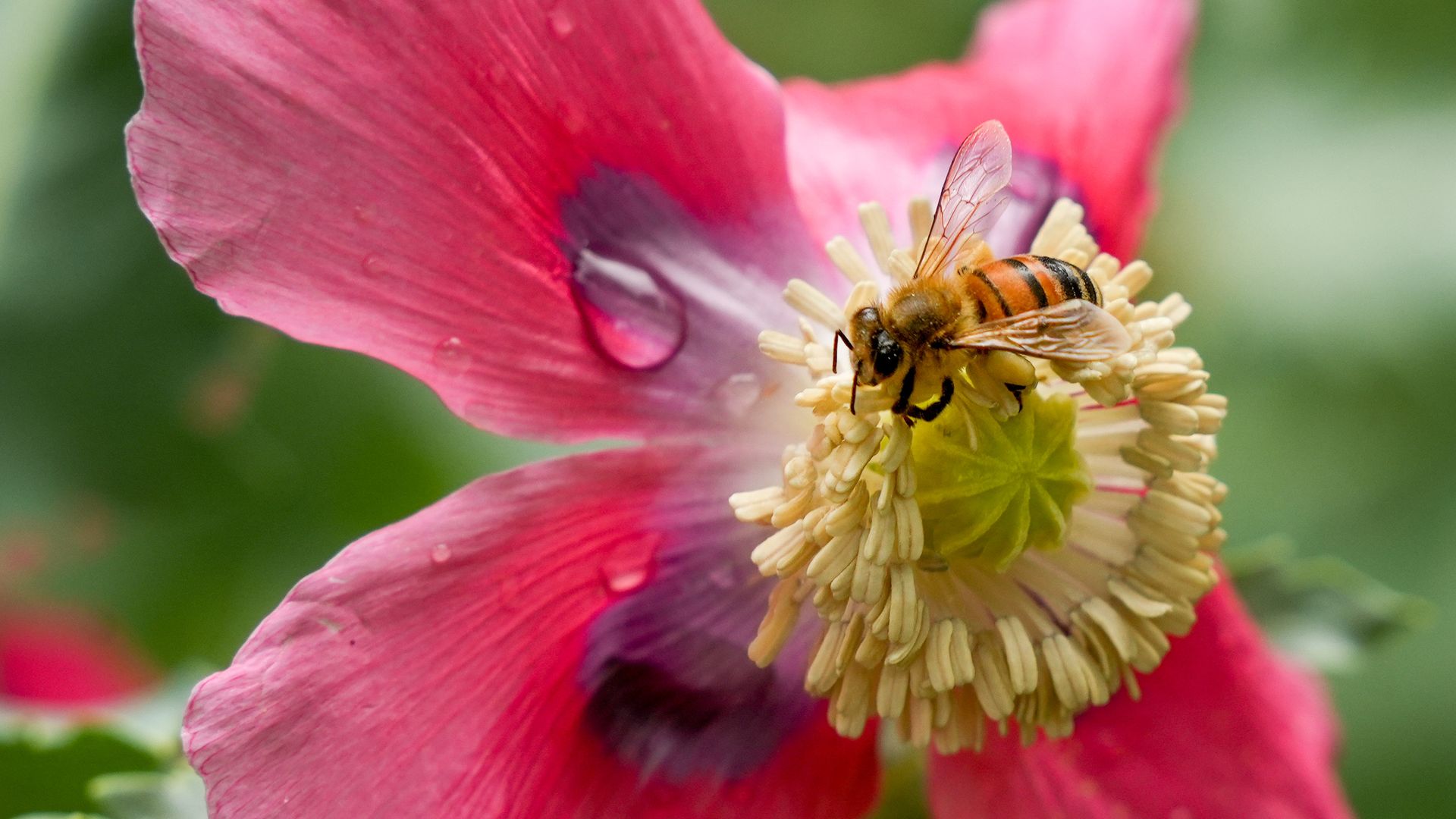 A honeybee on the yellow center of a pink poppy, with water droplets on the petals and a soft green background.