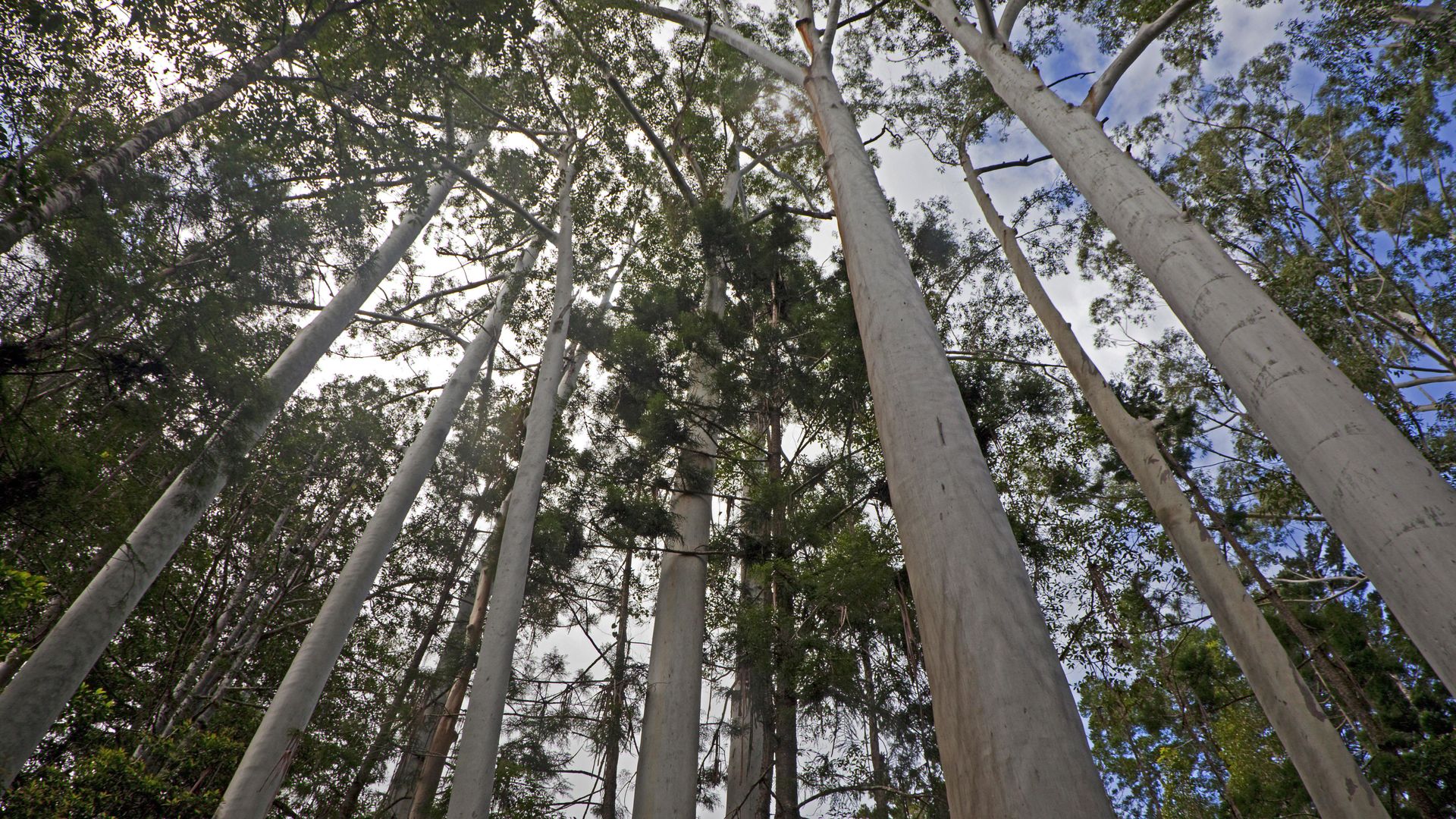 Trees