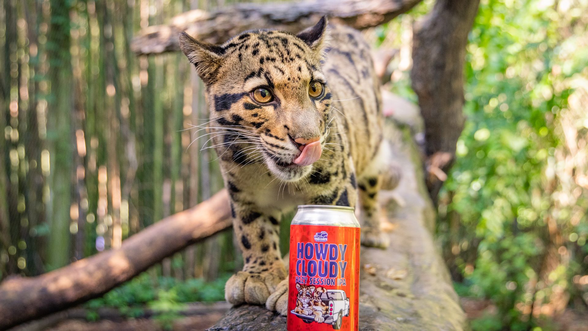 A clouded leopard poses with a new variety of beer