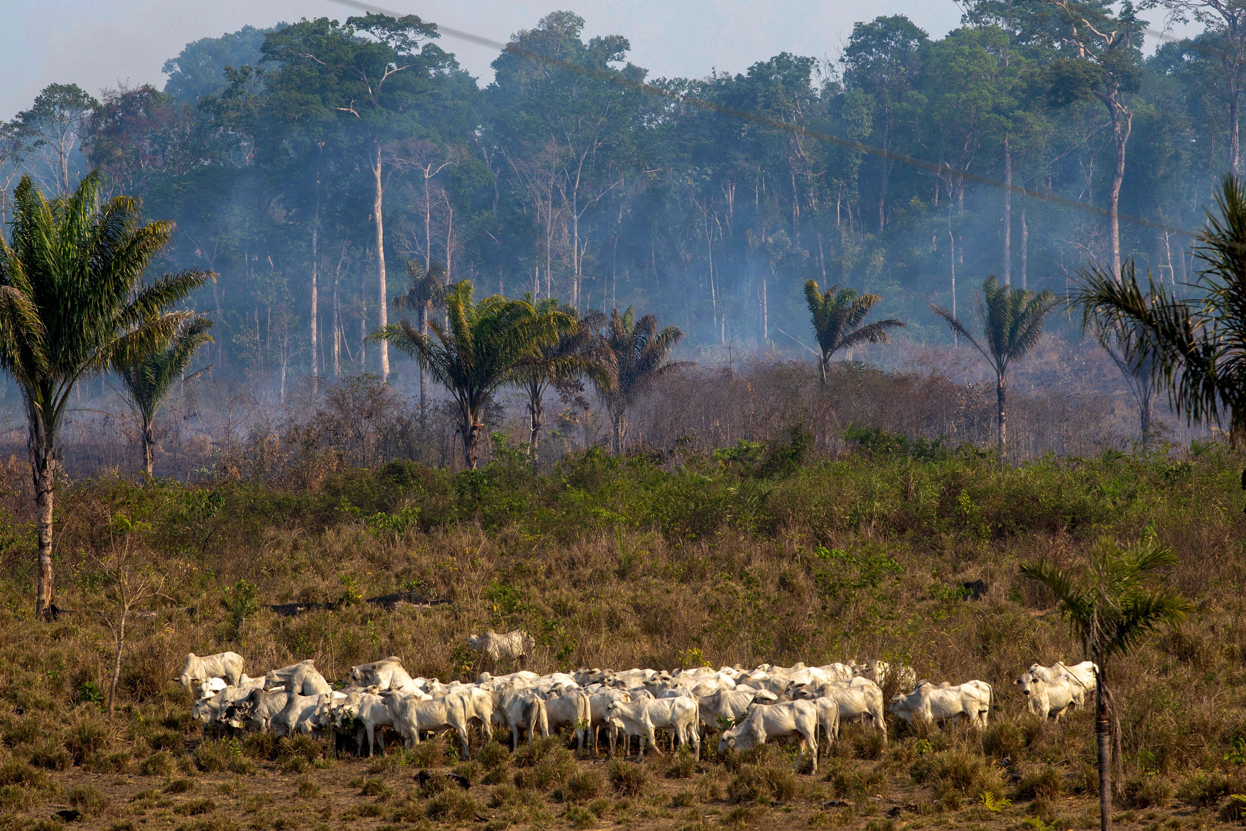 Cattle graze with a burnt area in the background after a fire in the Amazon rainforest near Novo Progresso, Para state, Brazil
