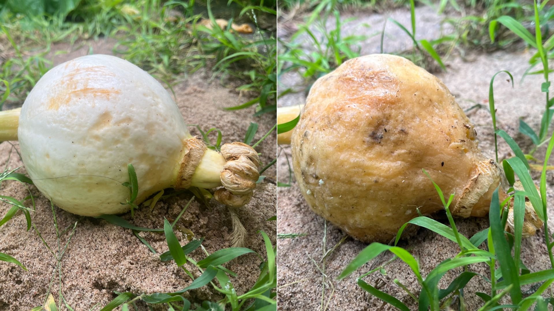 Two side-by-side photos of a large round white root bulb (like an onion or turnip) lying on sandy soil with green grass; left shows smooth white skin, right shows dirtier, yellow-brown skin.