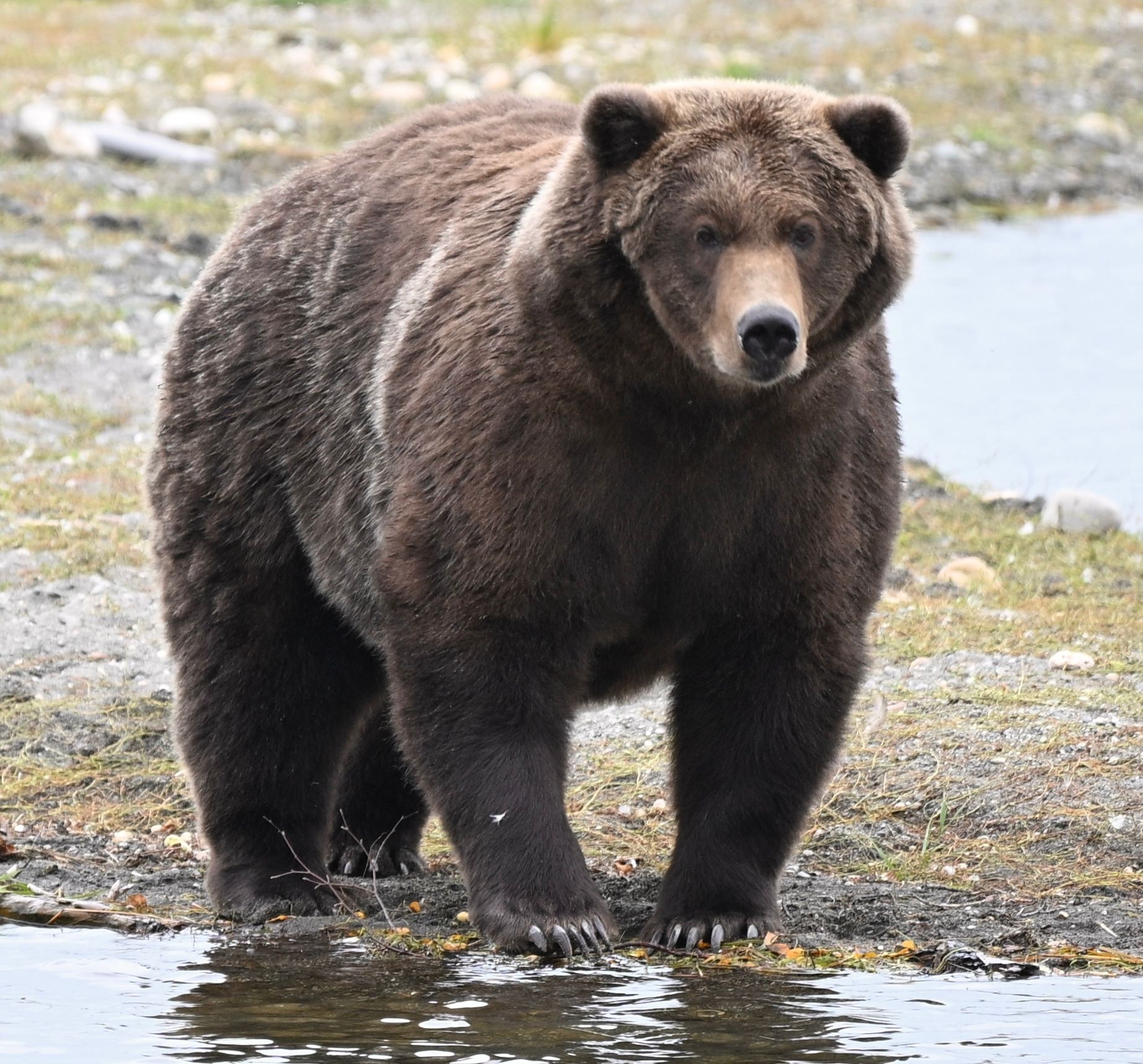 Bear 910, who is also the daughter of a former champion: