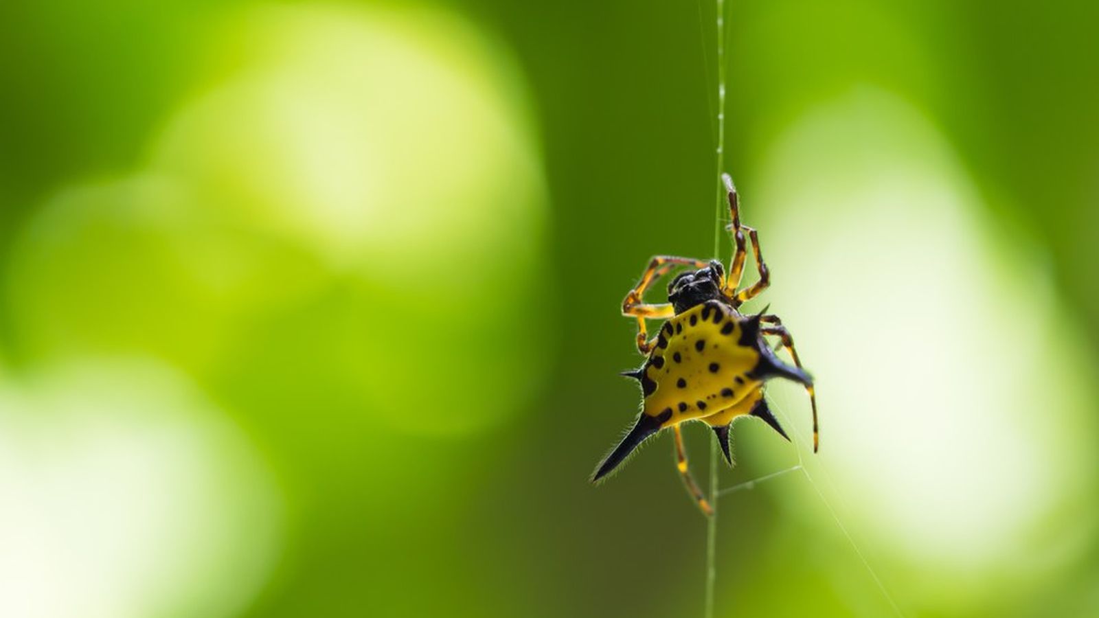 These spiders have the fastest biological clock seen yet