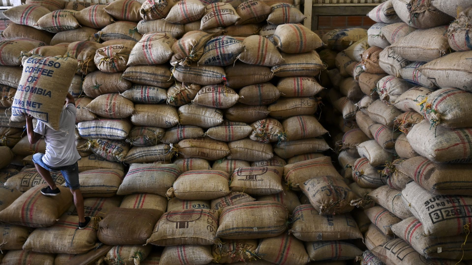 A man carries a bag of Colombian coffee up a stack of coffee bags piled high. 