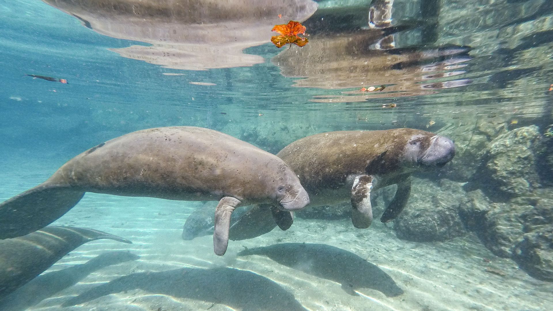 Two manatees under water.
