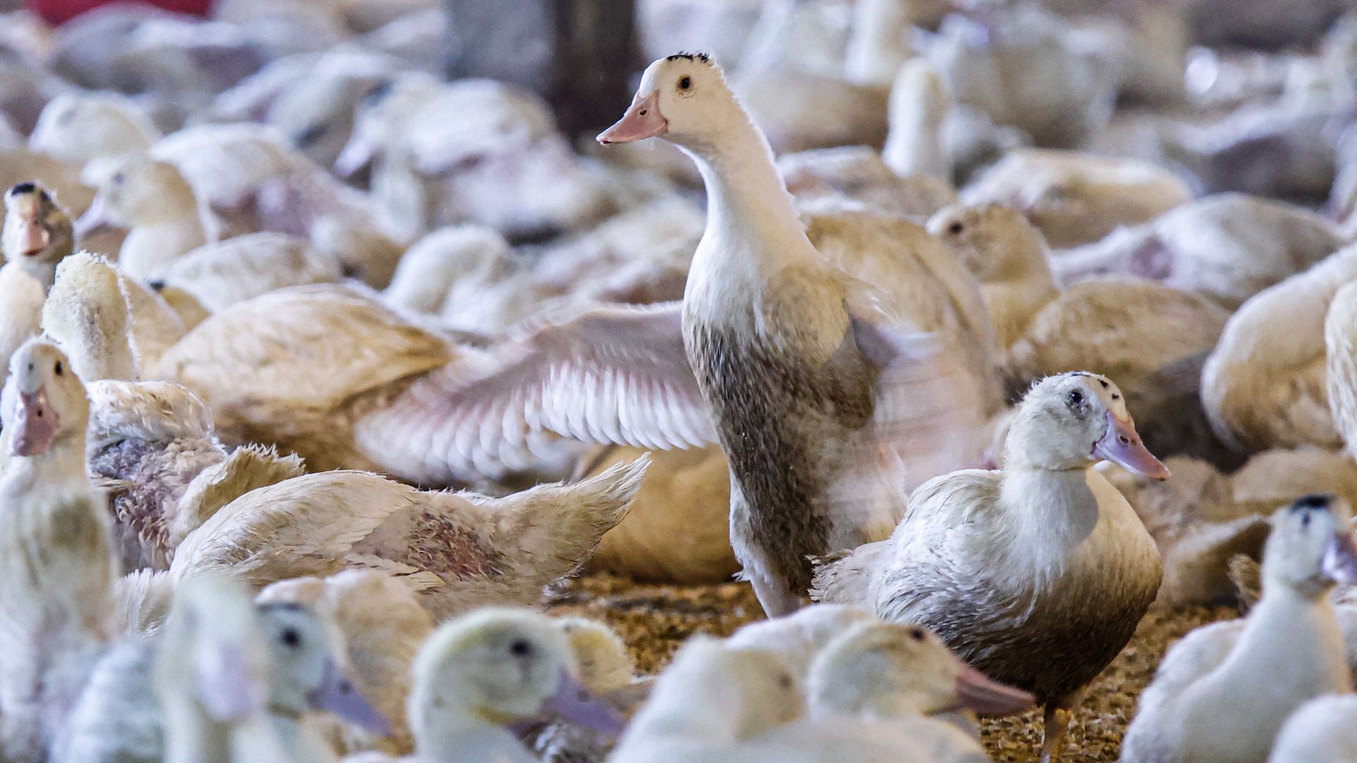 Ducks at Hudson Valley Foie Gras in Ferndale, New York, which is looking into fighting D.C.'s ban if it passes the vote. Photo: Kena Betancur/AFP via Getty Images