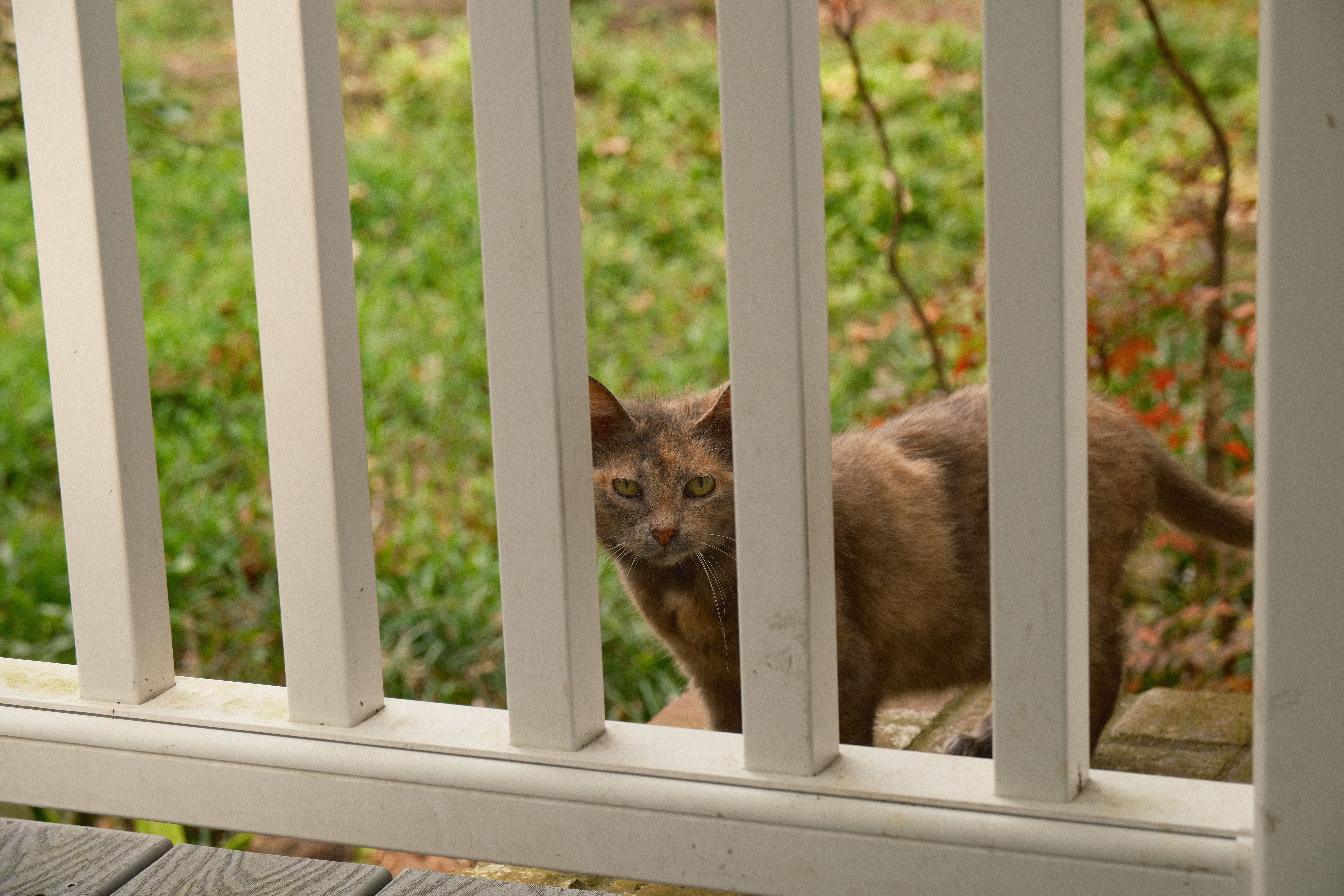 A cat looks through a white fence
