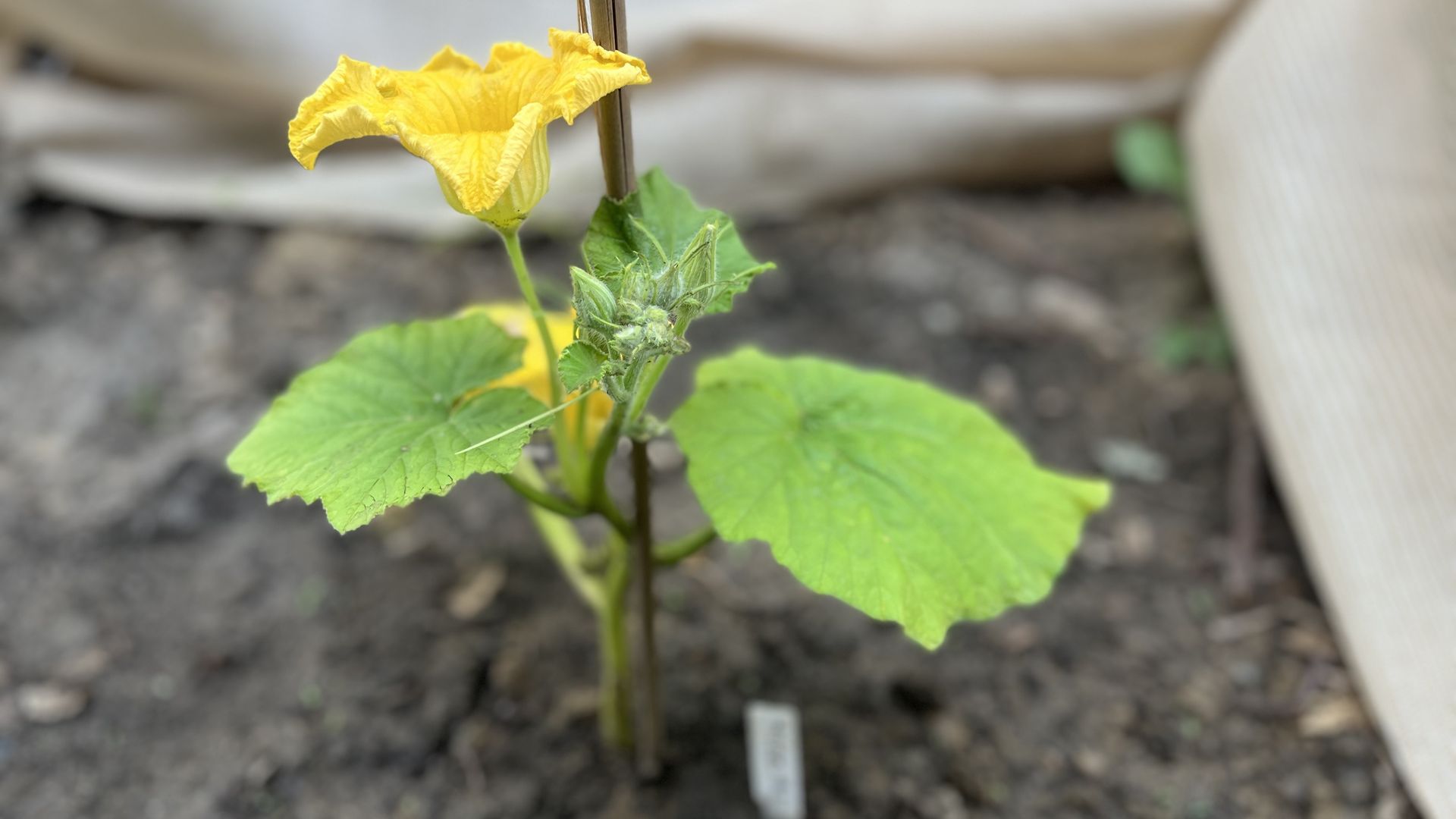 Close-up of a bright yellow male pumpkin flower with ruffled petals on a green stem, large green leaves, and a thin bamboo stake beside it in a blurred garden bed.