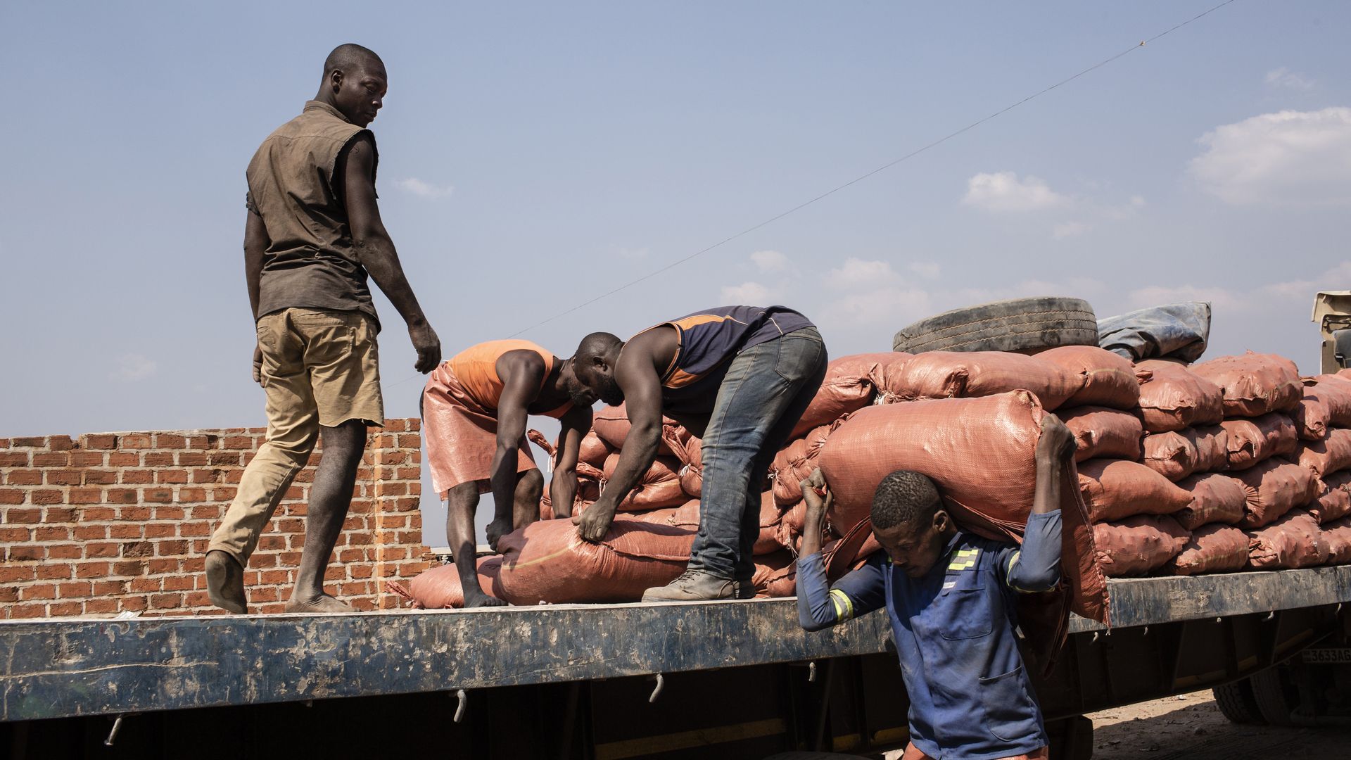 Congolese retrieving colbalt