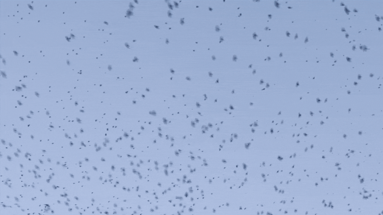 A photo of birds swirling in the sky.