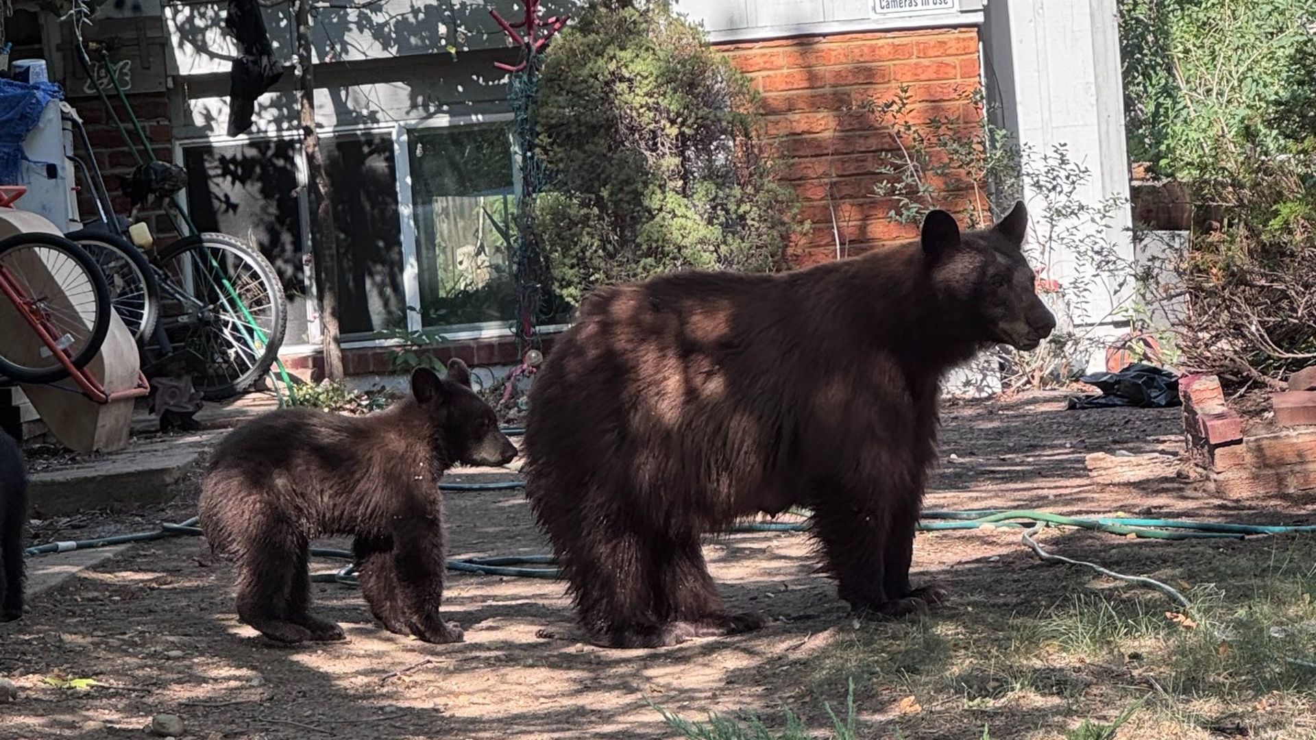 Two bears, an adult and a cub, stand in a dirt backyard beside a house. Bicycles, hoses, and brick edging surround the sunny yard.