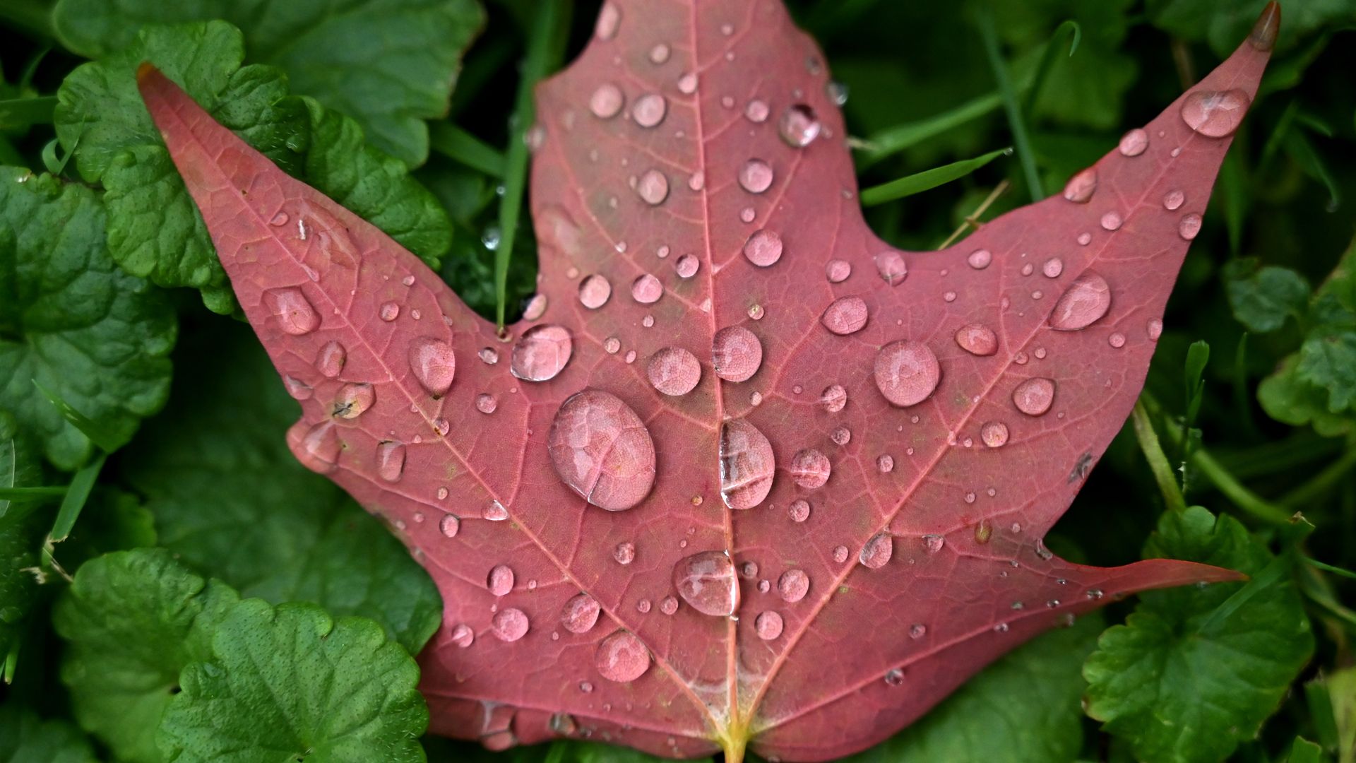 A fallen maple leaf