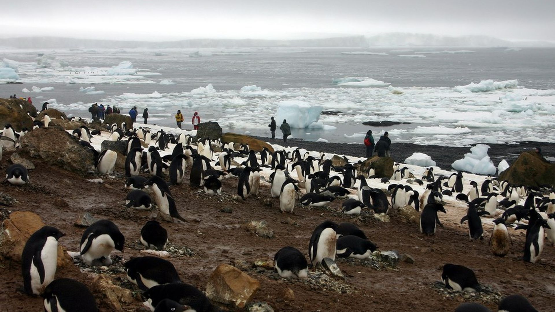 Just Two Adelie Penguin Chicks Survived This Years Breeding Season 